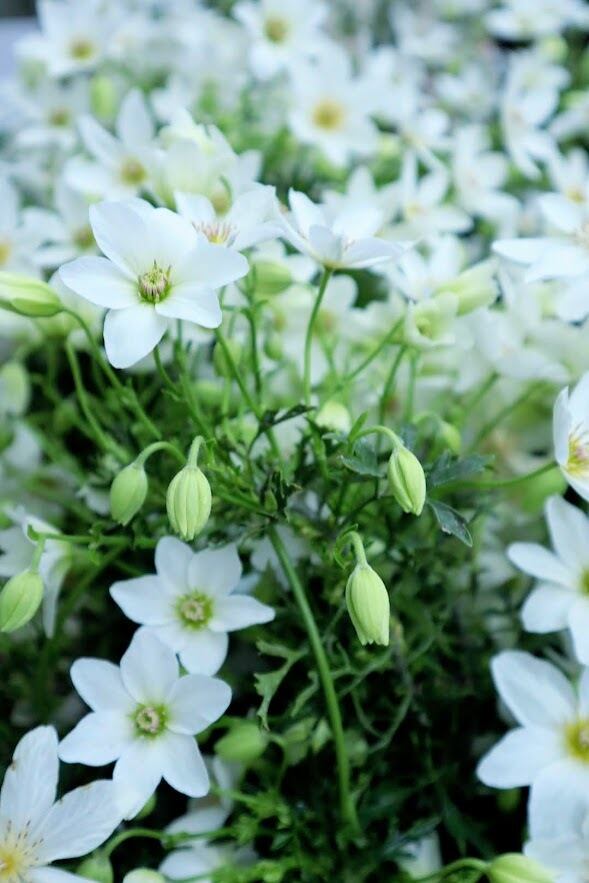 常緑♥カートマニージョー大苗♥多年性♥大人気クレマチス♥花苗ポット