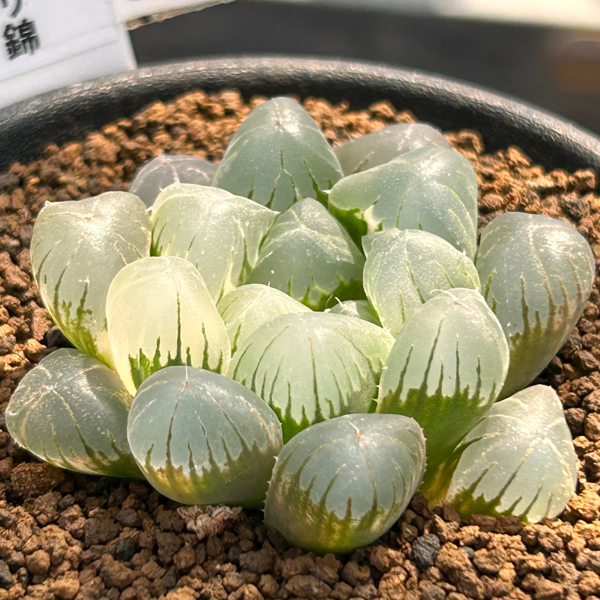 T) 姫オブツーサ錦 ハオルチア | RuPo 多肉植物専門店