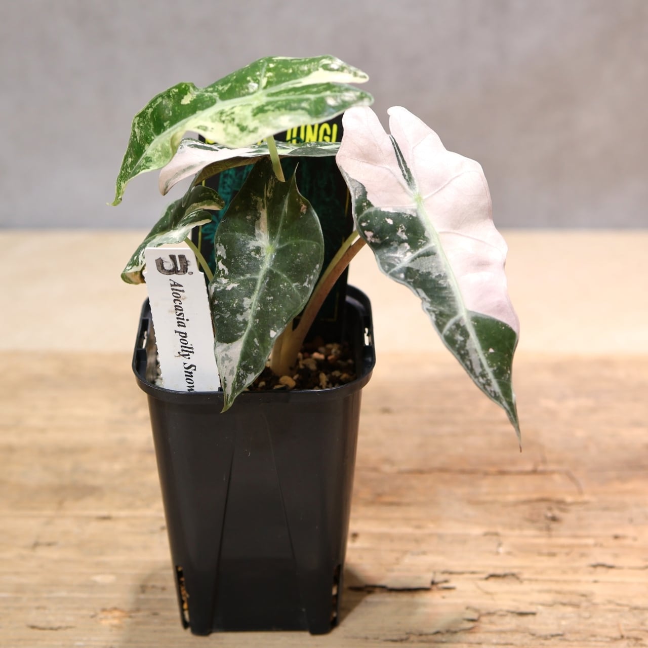 332 雪の結晶をまとう『アロカシア 5 Alocasia polly Snowflake