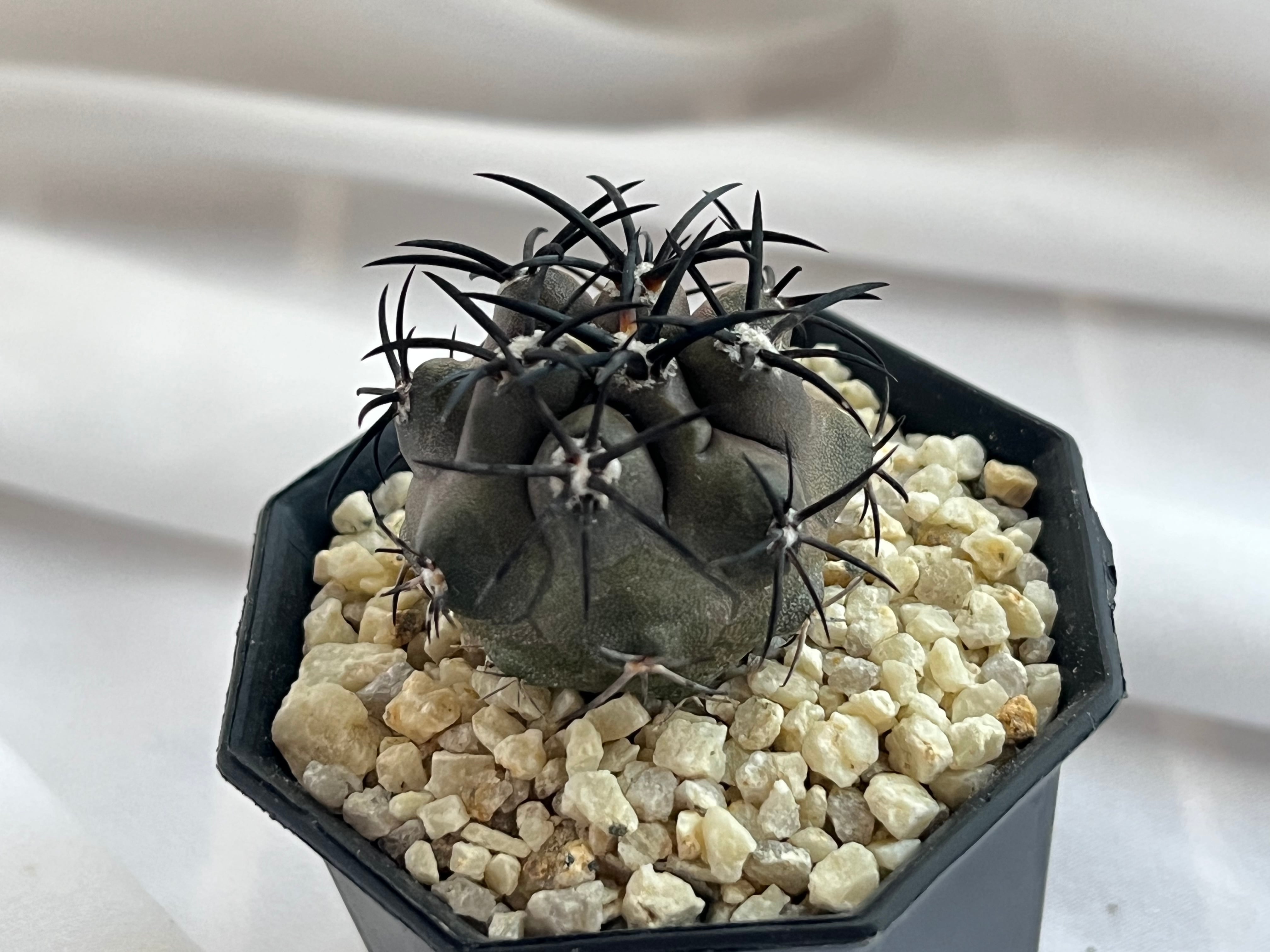 ご注文品 | plants MARU ーサボテン・多肉植物のお店ー