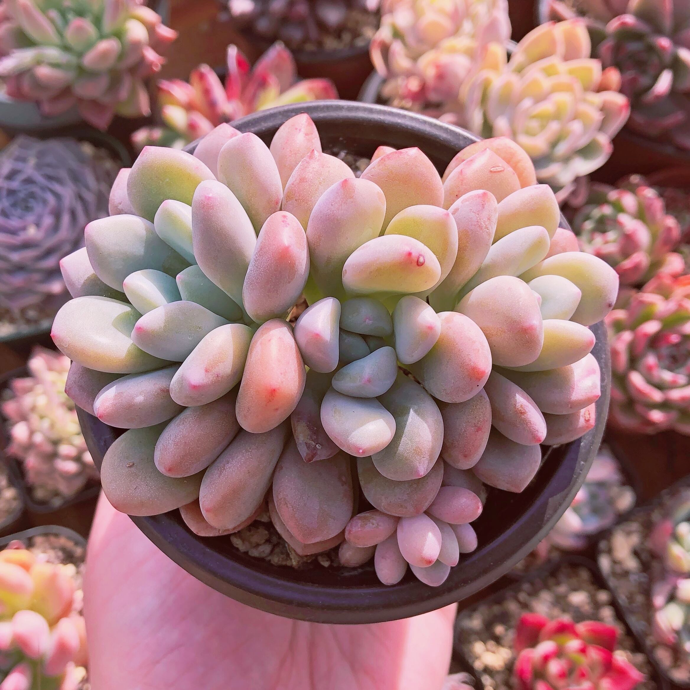 多肉植物　Daphne  群生　抜き苗