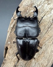 【WD】《アルキデスヒラタ アチェ産 80.5mm（胸幅33mm） ペア》