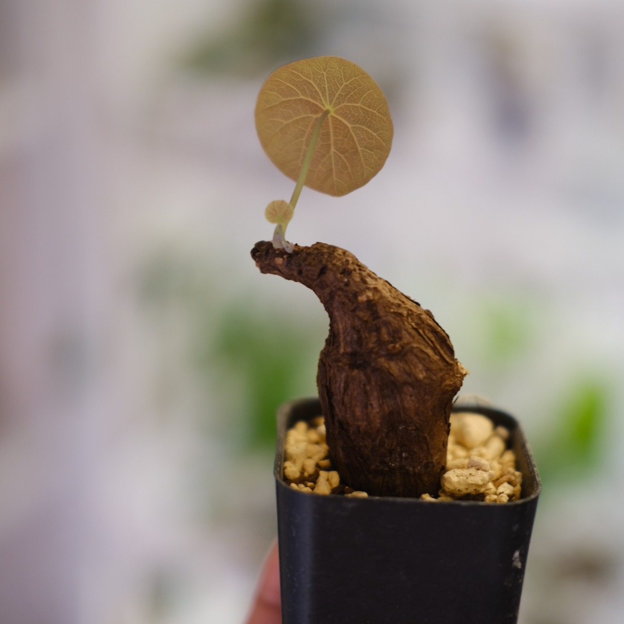 Stephania kaweesakii / ステファニア カウィーサキー㊱/ 観葉植物