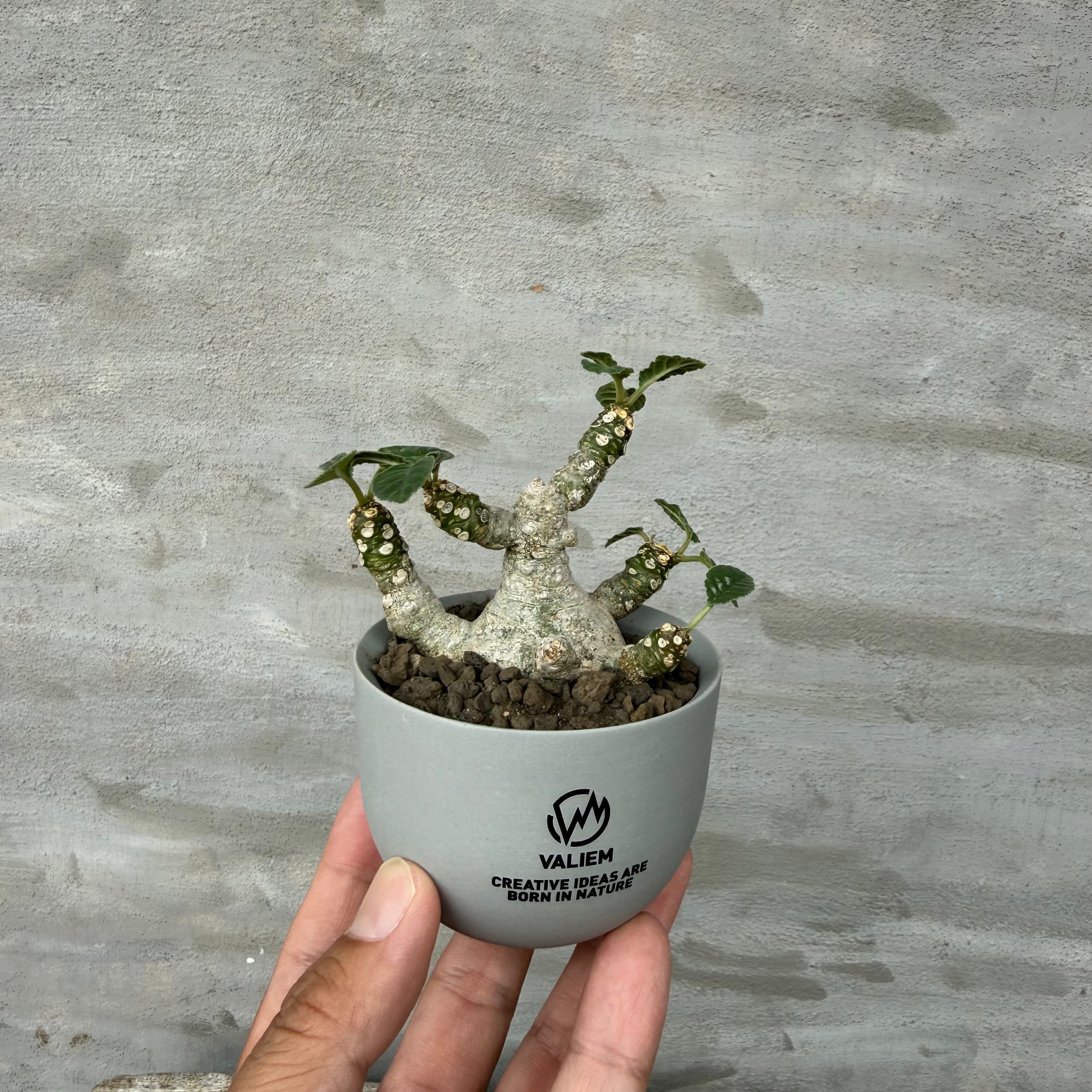 A-PLANTS