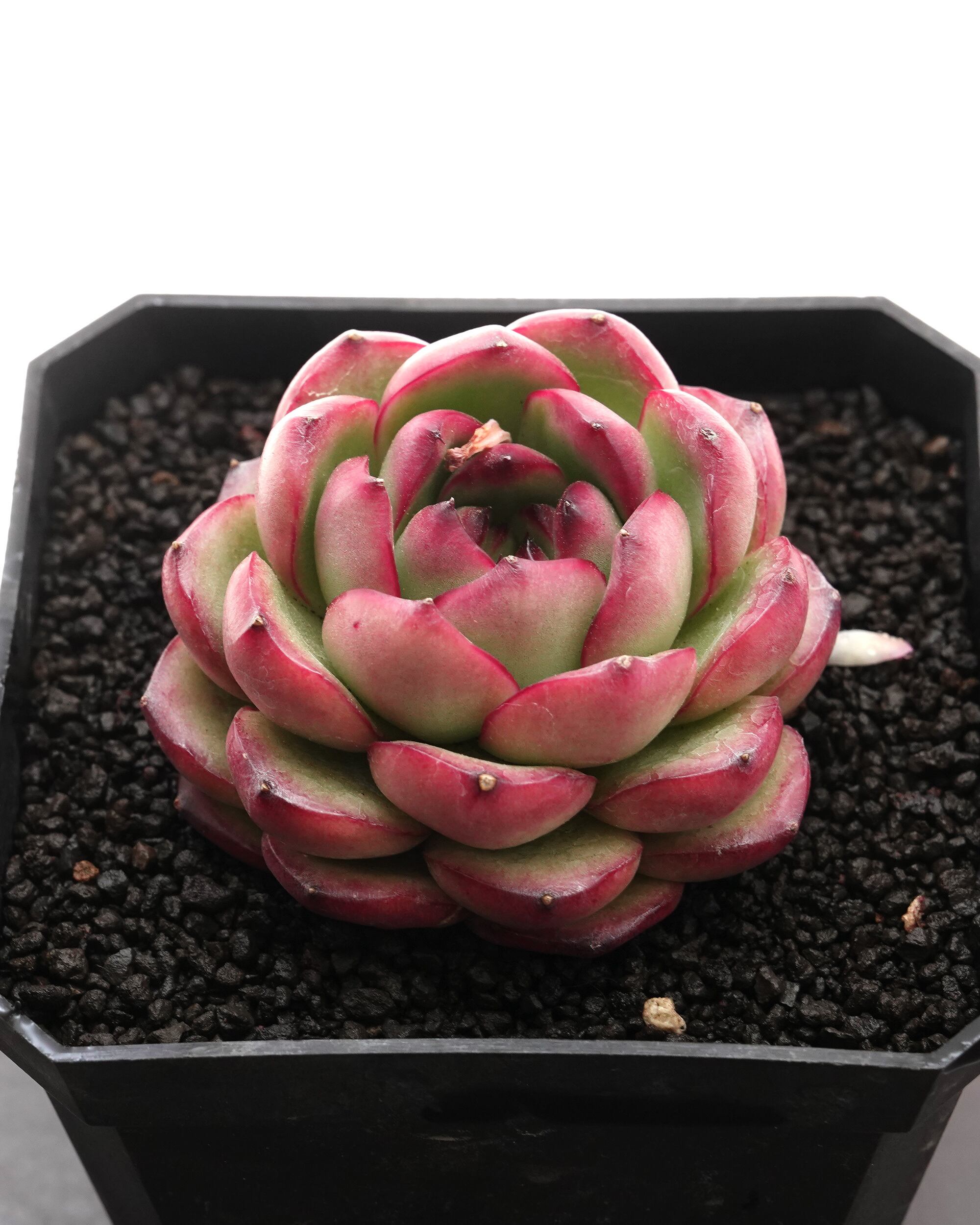 抜き苗 ハオルチア 水中月錦 ミックス斑 ミニ株 Haworthia 'Shui Zhong