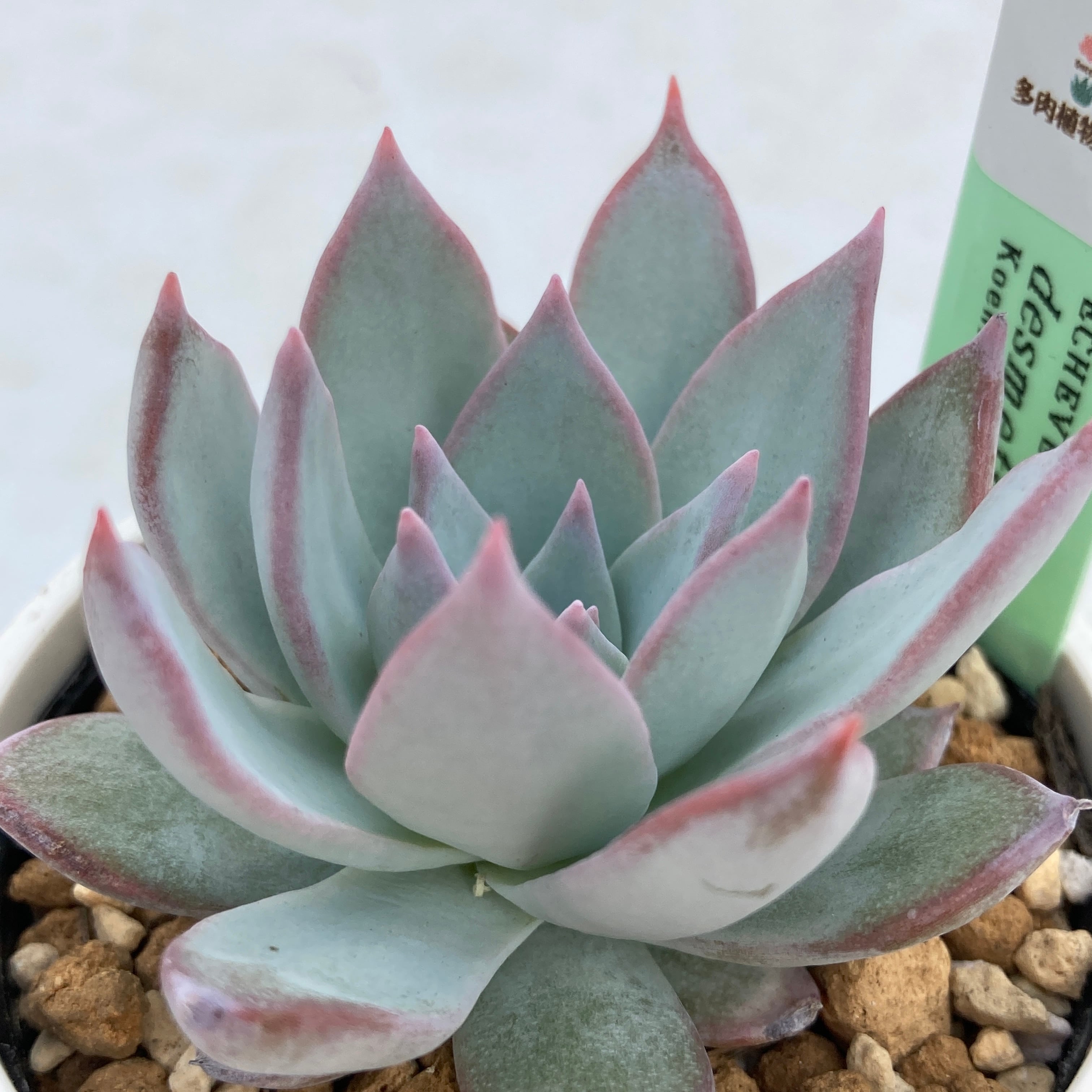 現物商品】ECHEVERIA desmetiana=peacockii 原種 実生苗 | 多肉植物研究所