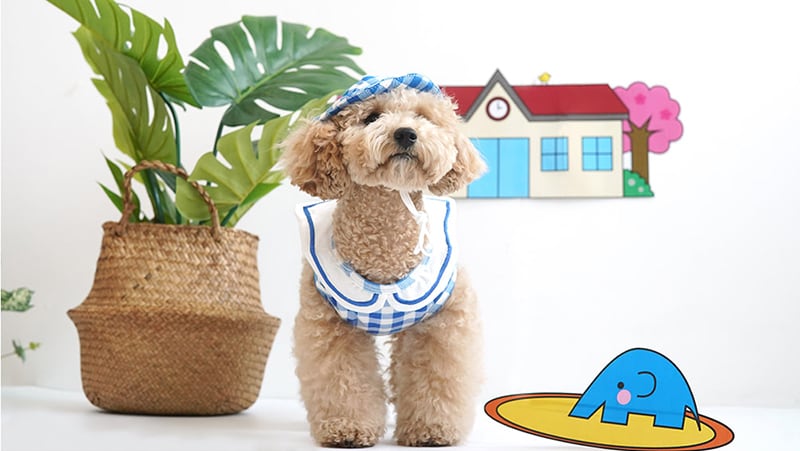 【SALE】幼稚園トップスセット S ~ XL 2color / 犬服 新作 可愛い 犬の服 ワンコ服 ペット 猫 ドッグウェア お揃い top69