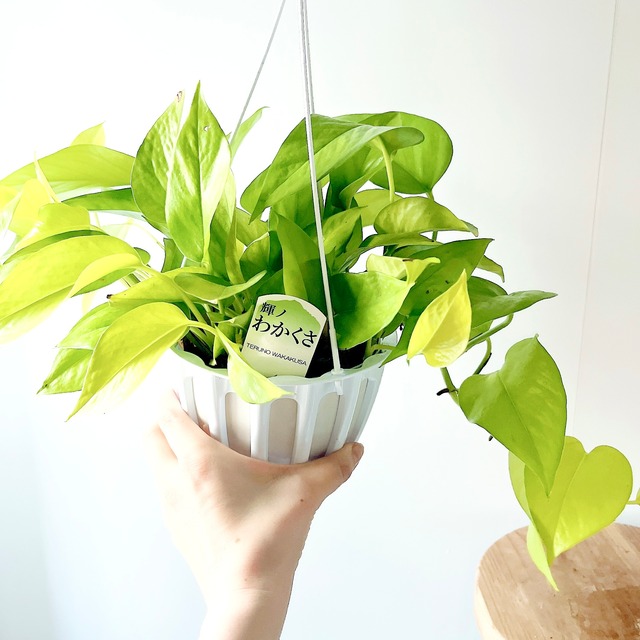 ポトス テルノワカクサ ジュエリーのような輝き 観葉植物 calm cafe