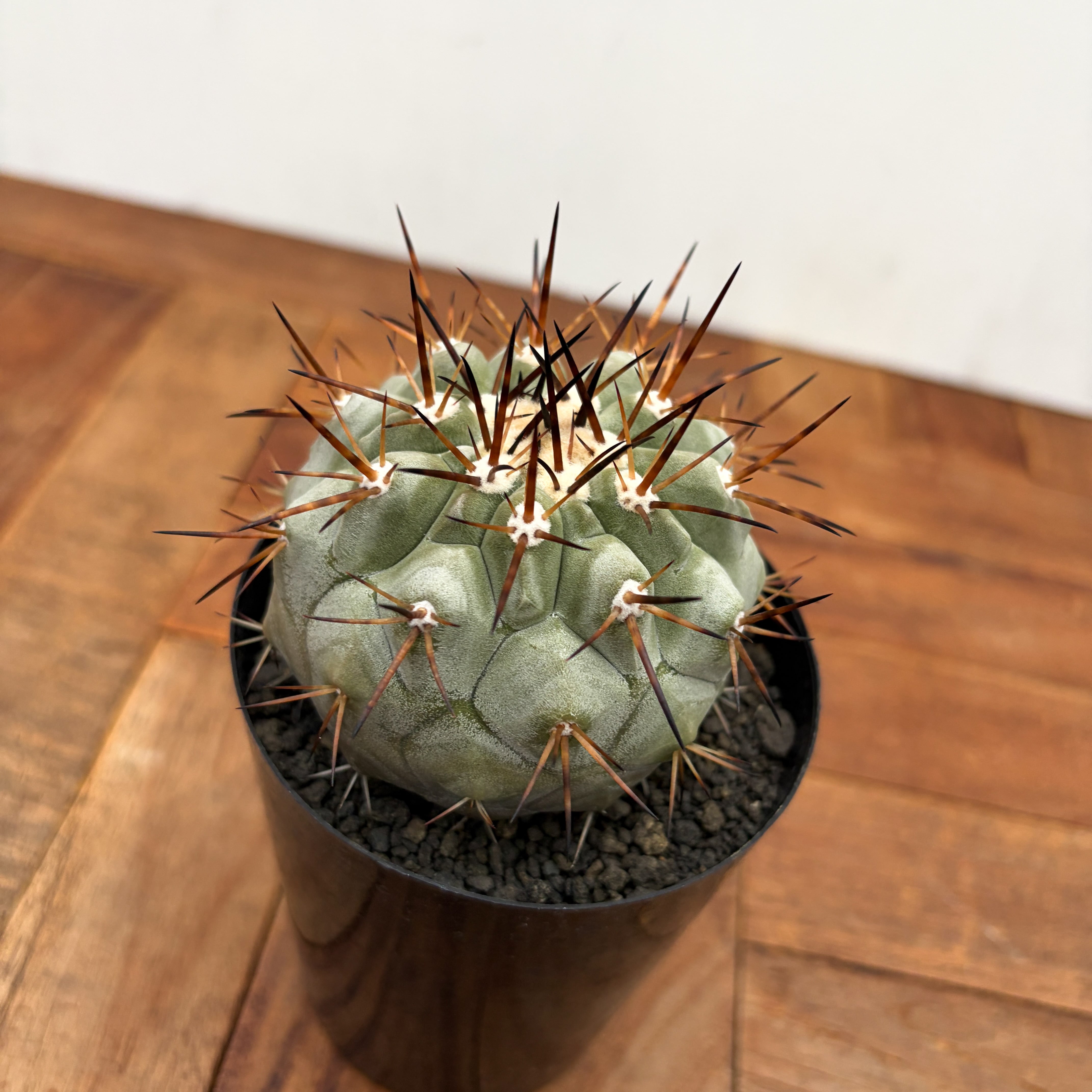 Copiapoa cinerea【黒王丸・実生】 | RIMO'S GREEN 【Saboten