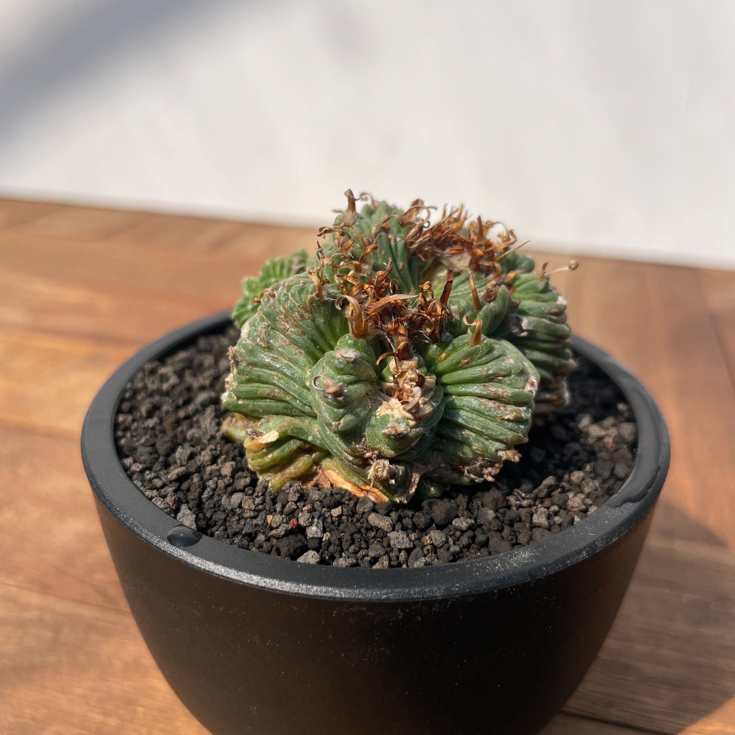 サボテン　Aztekium valdezii  紅籠　山木 サボテン 紅籠・Aztekium valdezii - 植物日誌