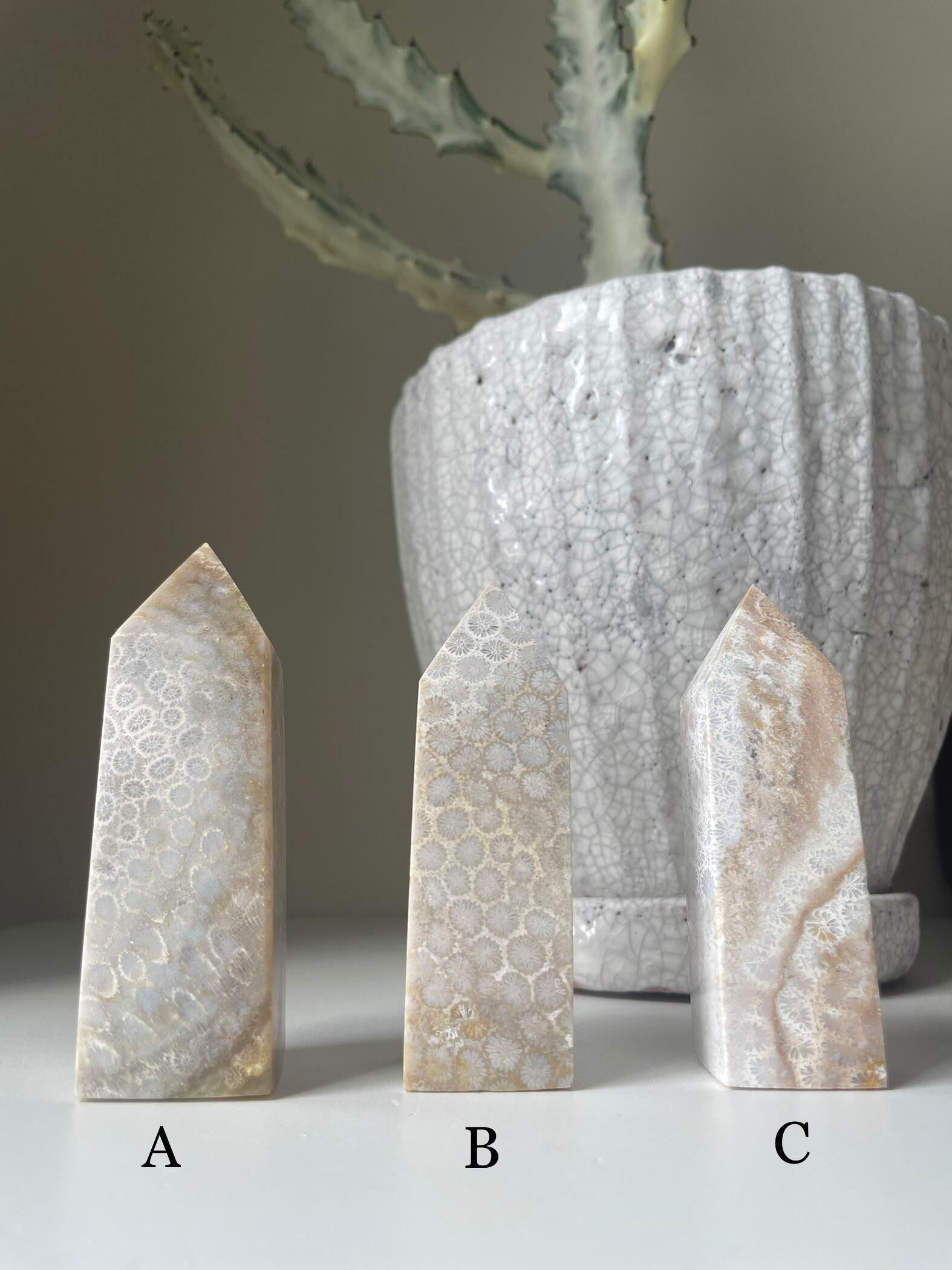 Fossil Coral Tower / フォッシルコーラル　タワー