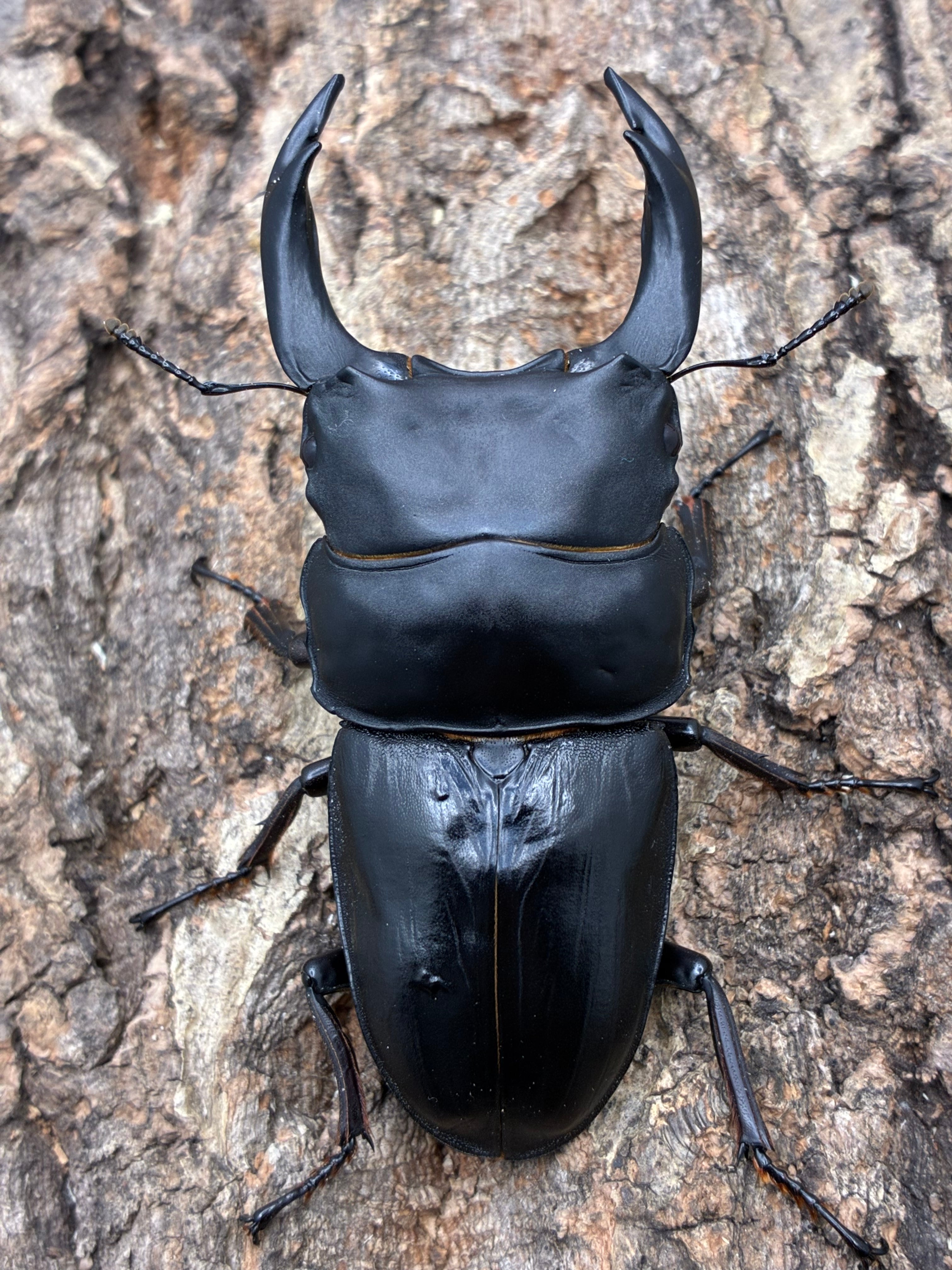 88.5㎜ 能勢YG血統 オオクワガタオス単 | Pay ID