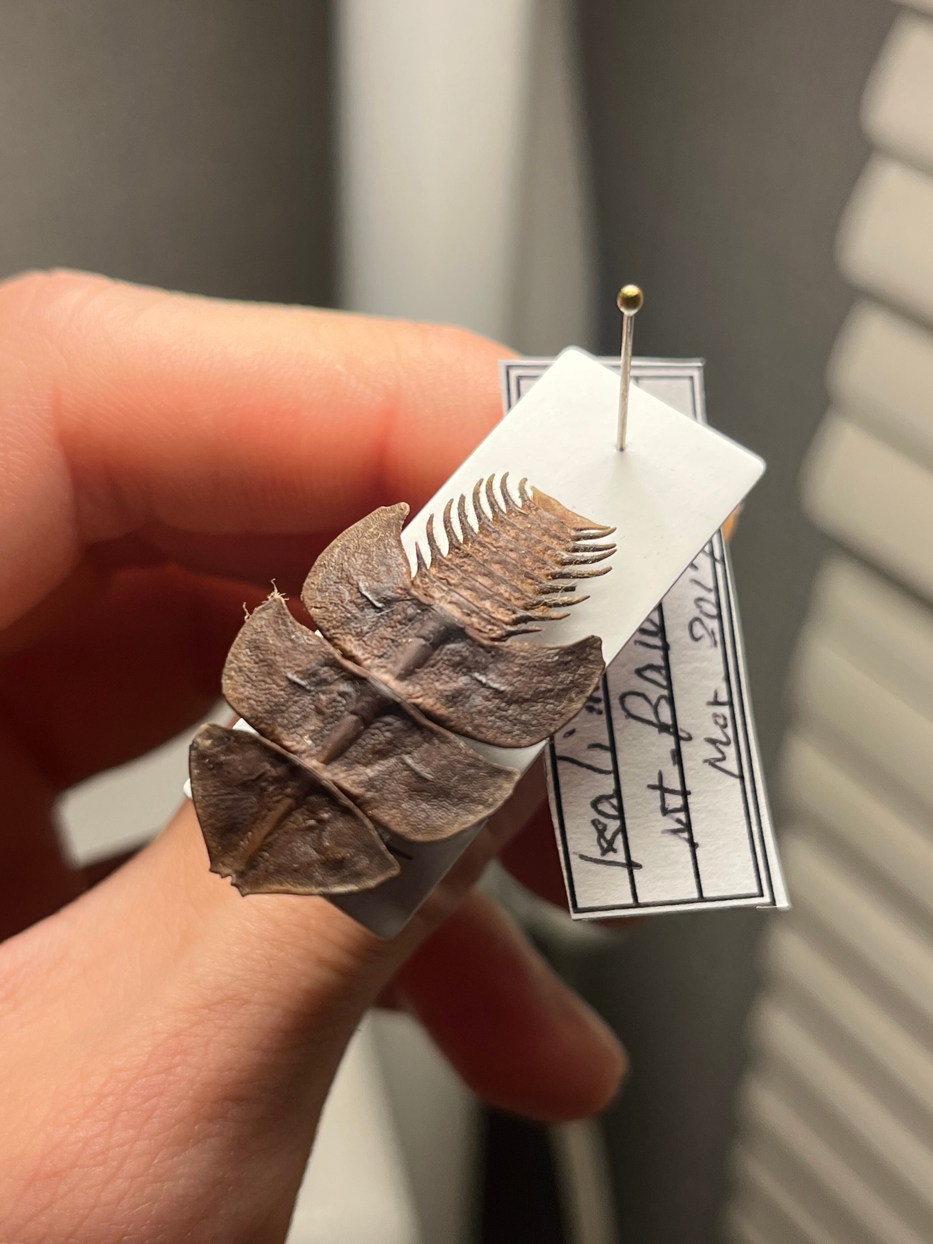 サンヨウベニボタルの昆虫標本 ホタル標本 蛍タランチュラムカデ
