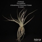 【送料無料】straminea Straight form〔エアプランツ〕現品発送T3922