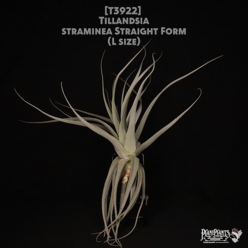 【送料無料】straminea Straight form〔エアプランツ〕現品発送T3922