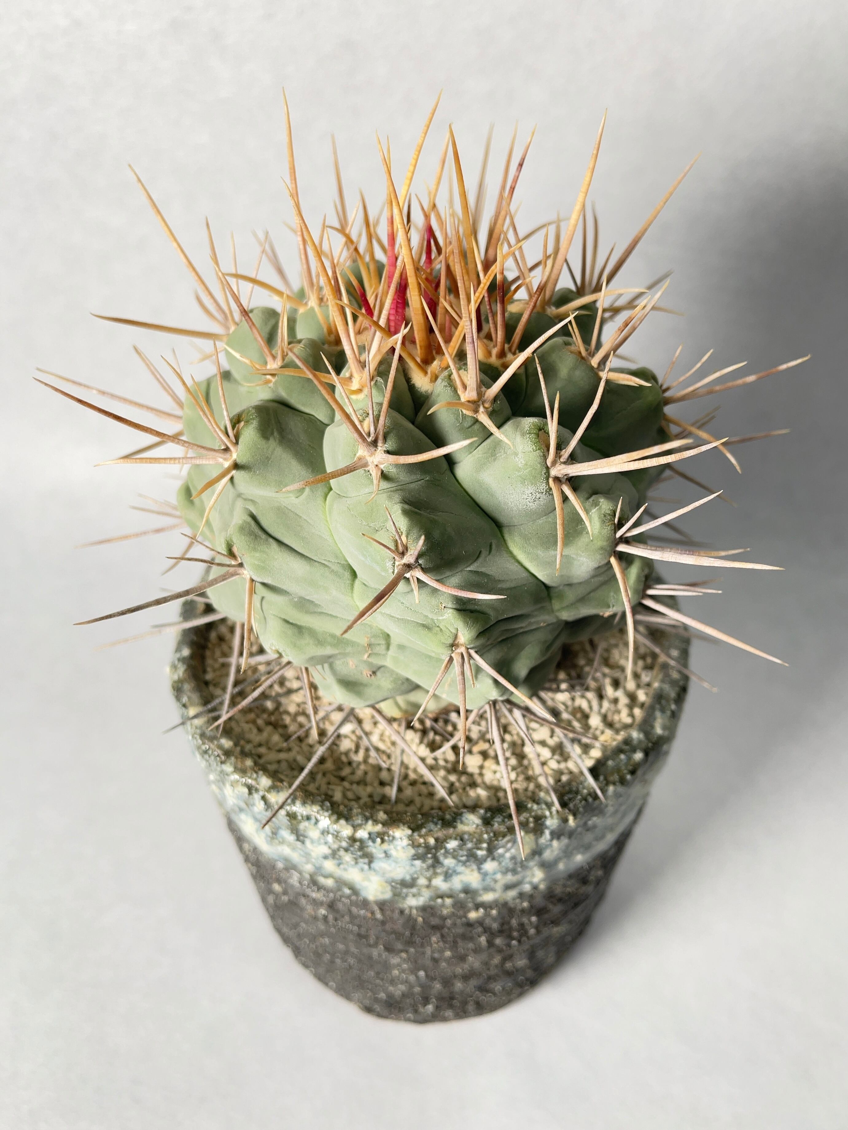 テロカクタス・武者影 | trigger