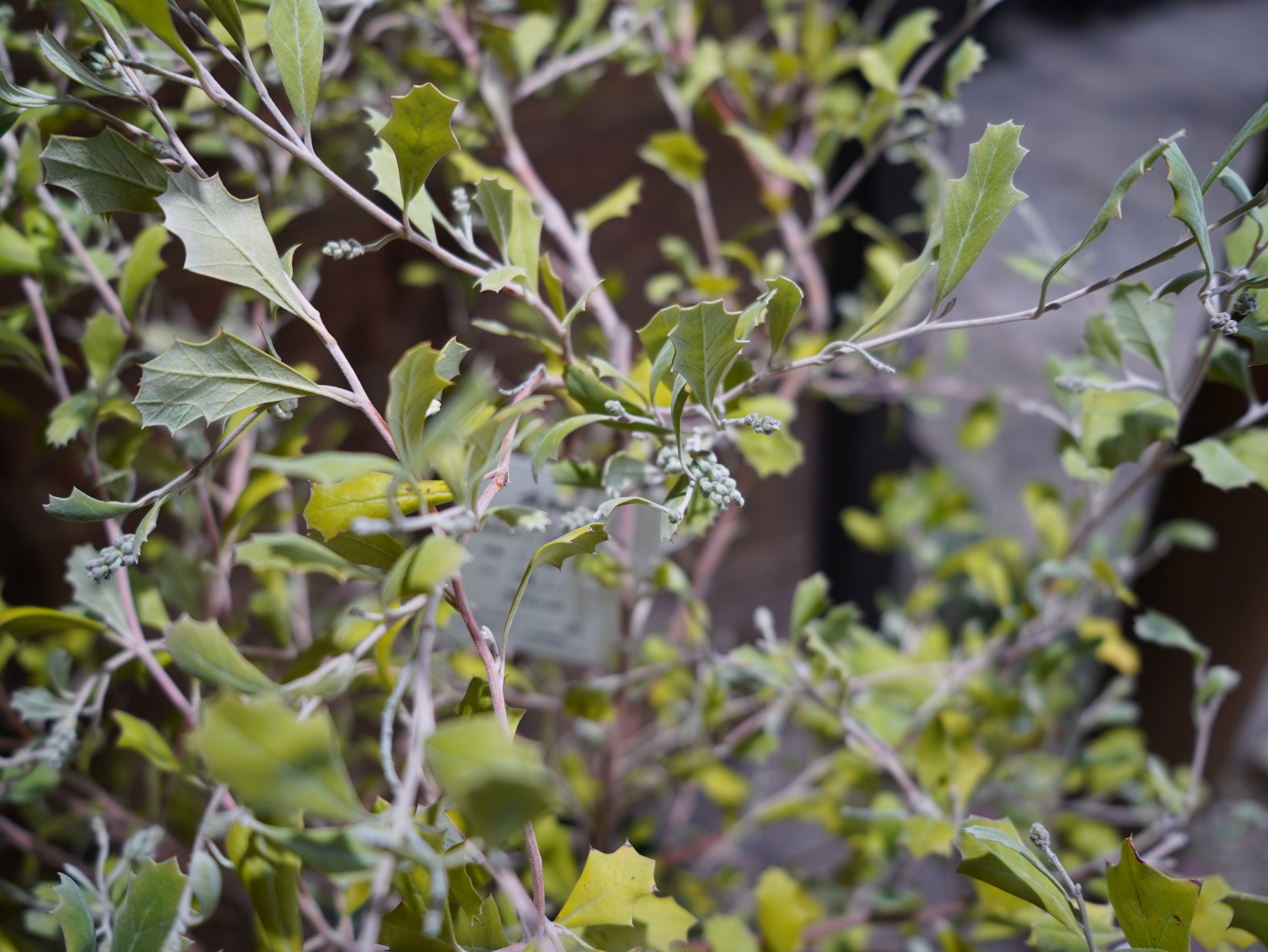 【現物】グレビレア　”ホーリーホワイト”