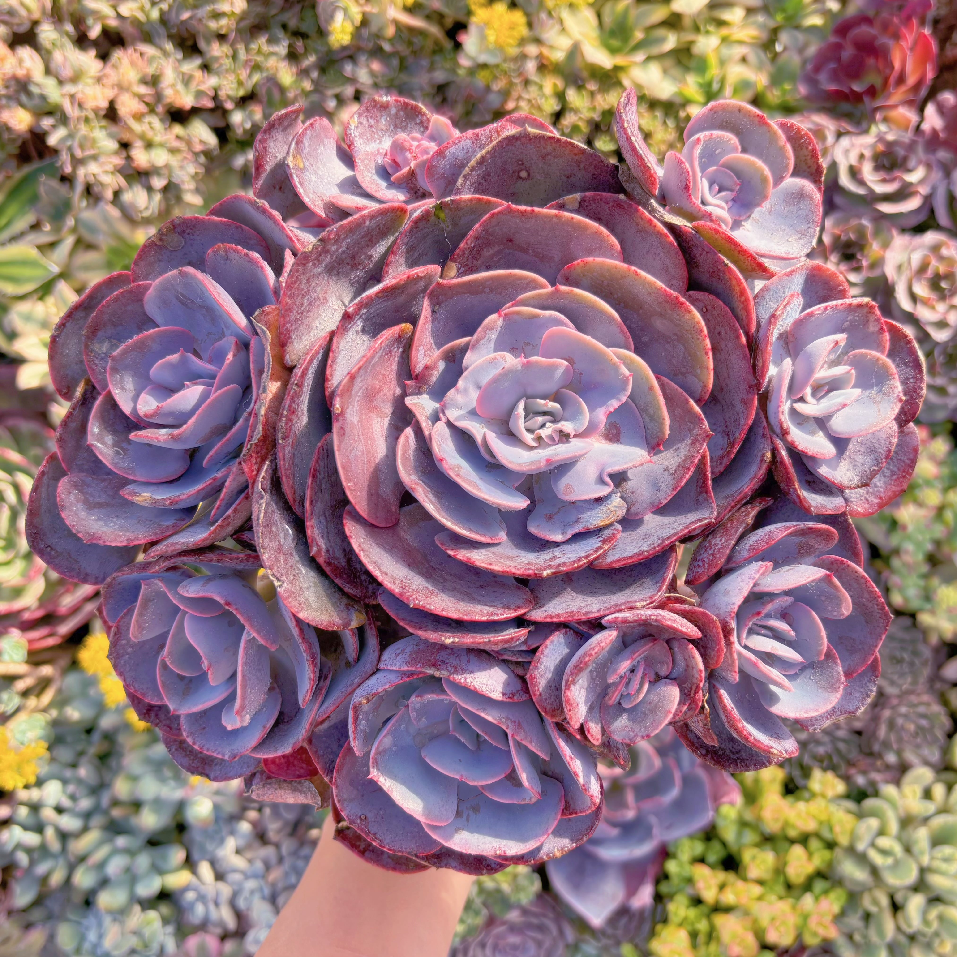 現品　Dusty Rose#907　特特大群生　新入荷　るる農園