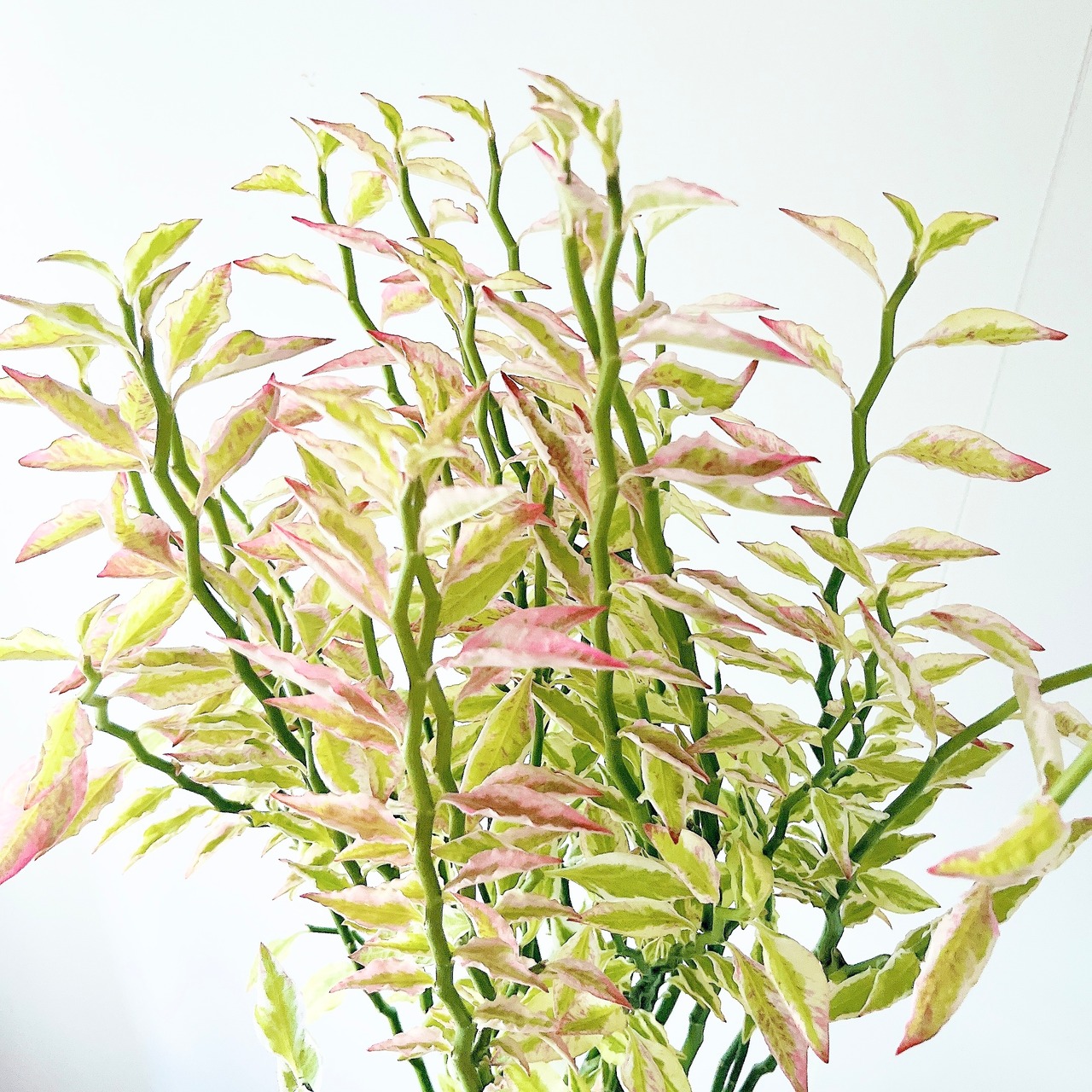 ピンクリーフ✨ ペディランサス ティッティマロイデス 観葉植物 calm cafe