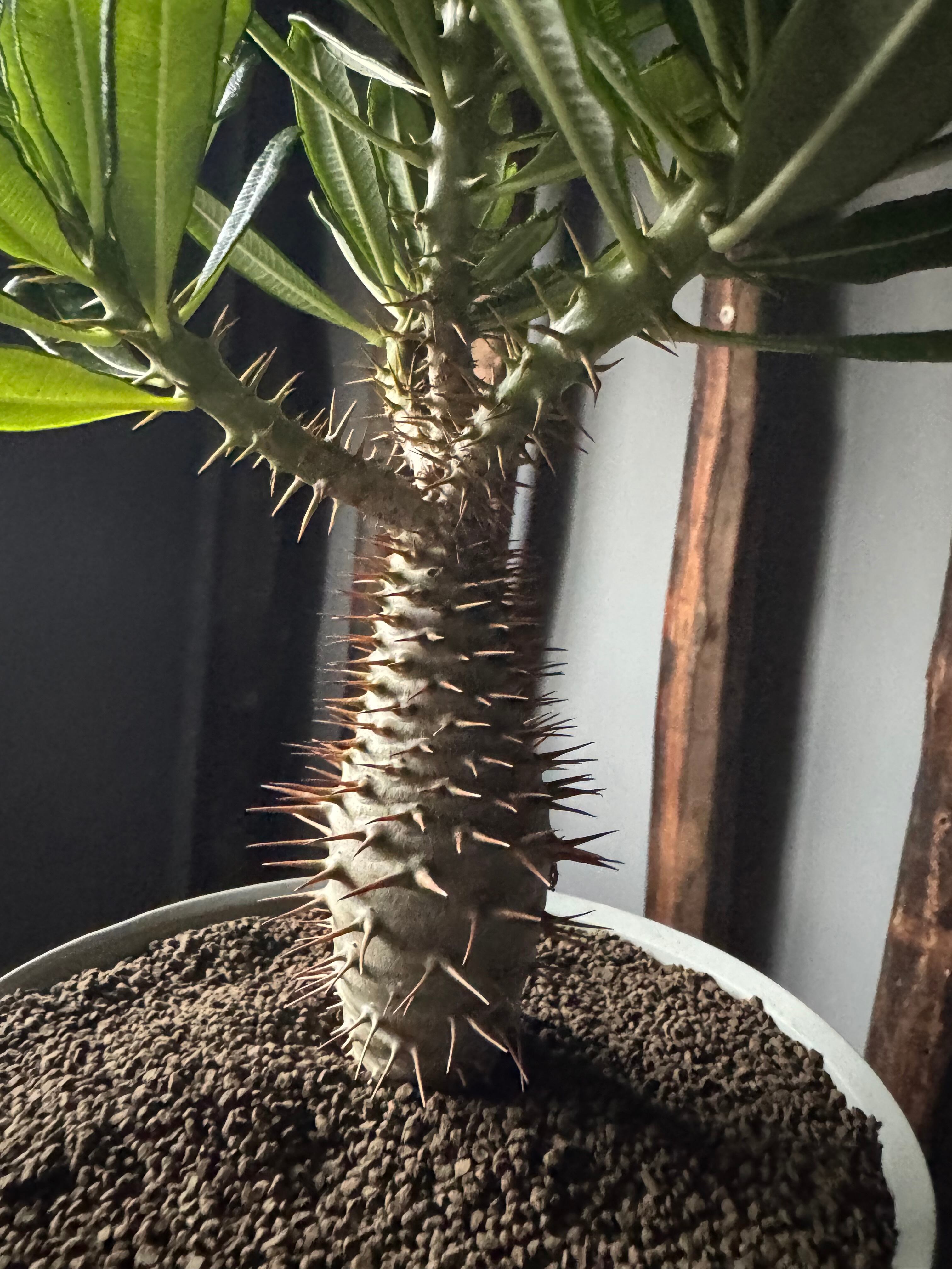 新着】Pachypodium ambongense × VALIEM GHOST“THX鉢”青坊主別注 Gray