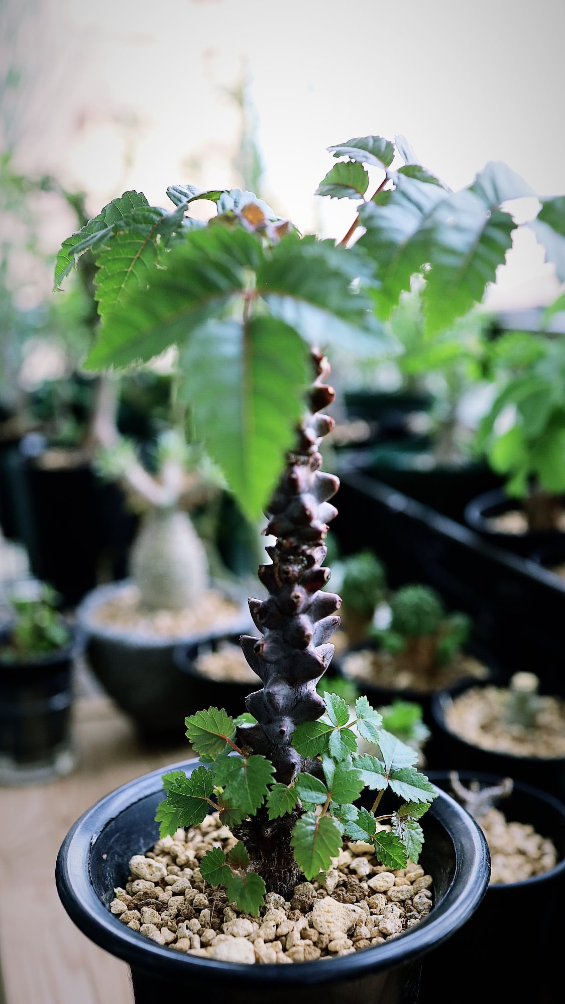 ベイセリア・メキシカーナ | Beiselia mexicana | SAVVY PLANTS ベイセリア・メキシカーナ | Beiselia mexicana | SAVVY PLANTS