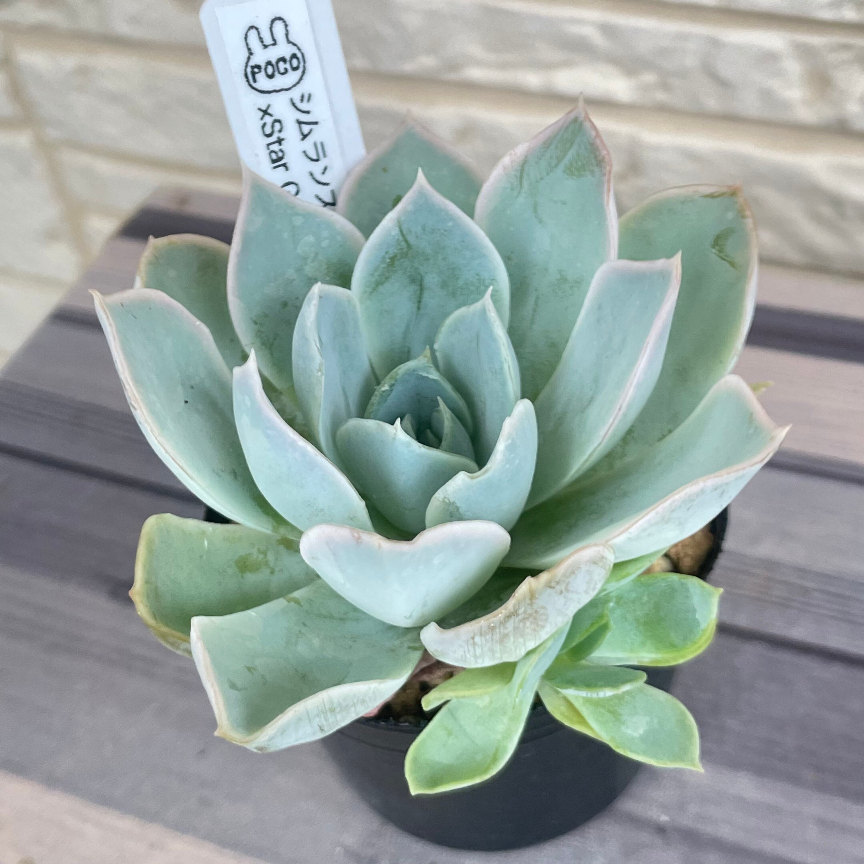 多肉植物大苗❁︎シムランス錦抜き苗