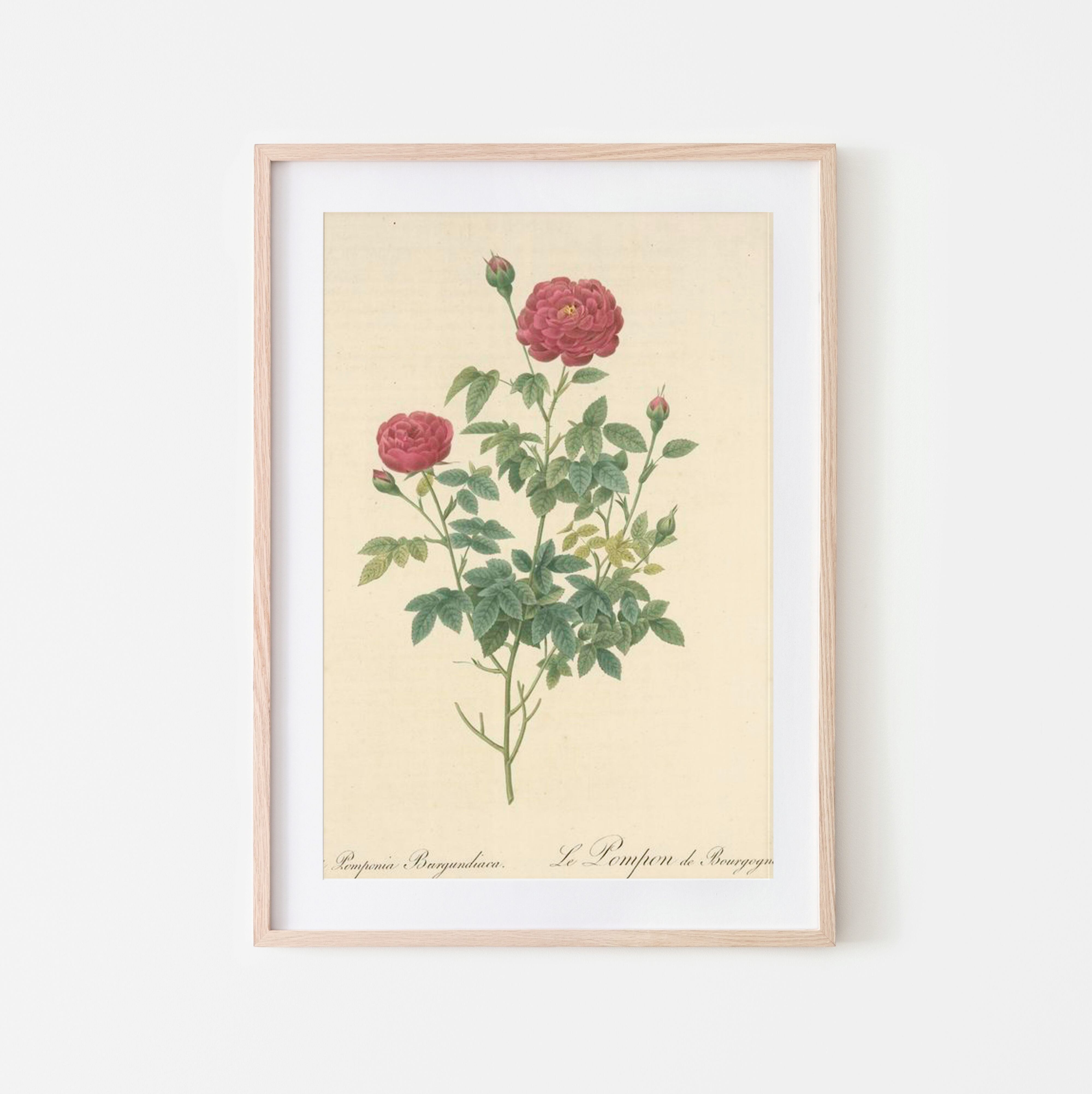 ♥ルドゥーテの薔薇　Rosa indica vulgaris　陶板風木製プレート ルドゥーテの薔薇アートプリント Rosa Indica Subviolacea
