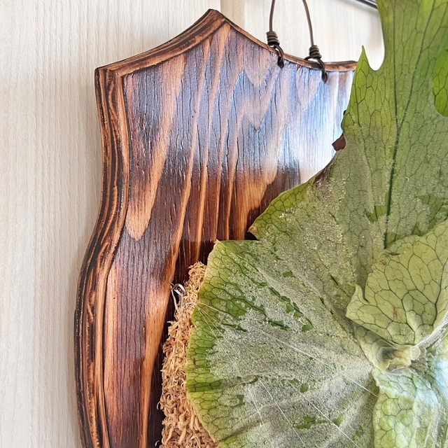 ビカクシダ グランデ 板付 【観葉植物 壁掛け コウモリラン】