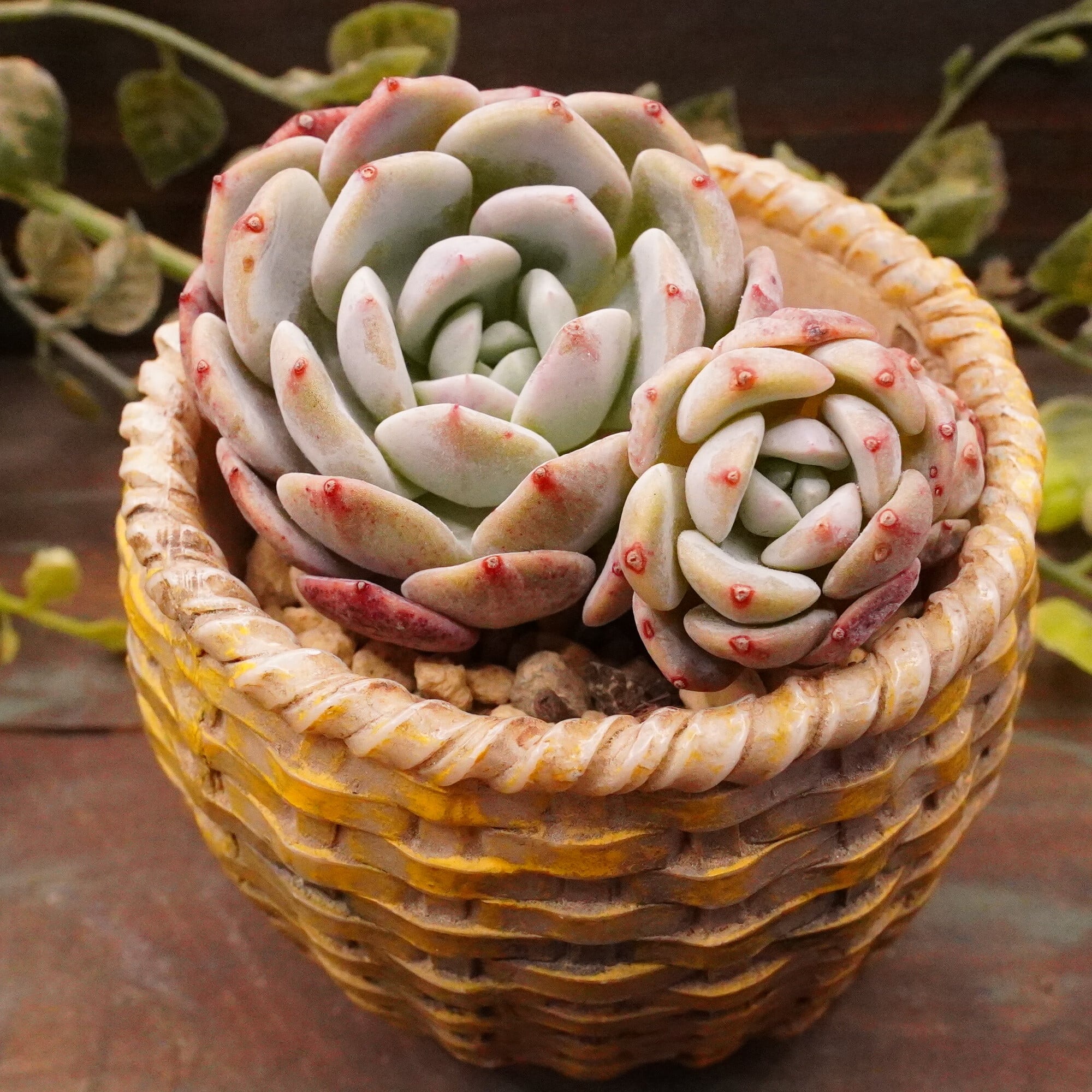 リンゼアナ(BonoBono)×アテルーフ札付きポットごとルイパパさん苗