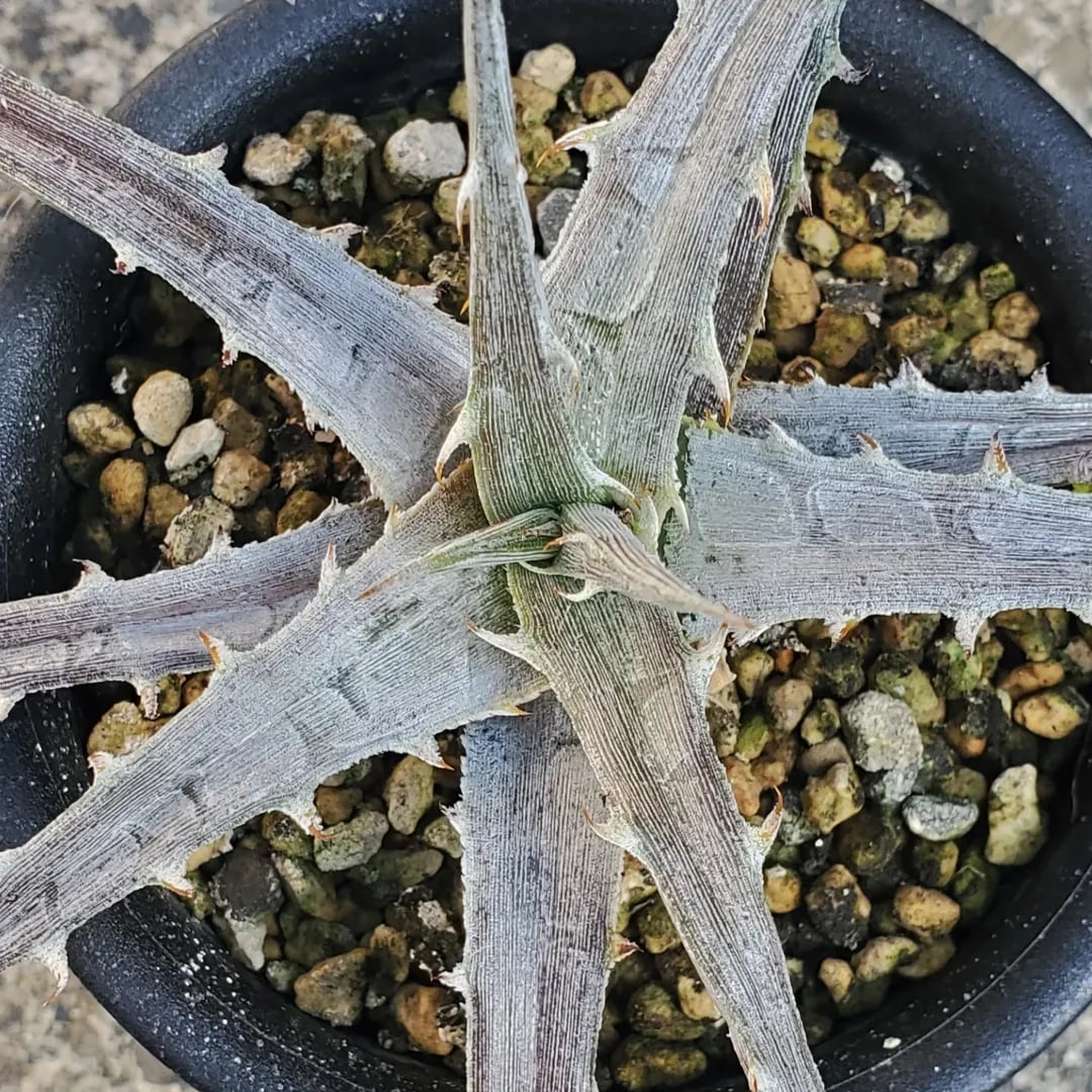 F00209_Dyckia pulquinensis:ディッキア・プルキネンシス(子株 F00209_Dyckia pulquinensis:ディッキア・プルキネンシス(子株