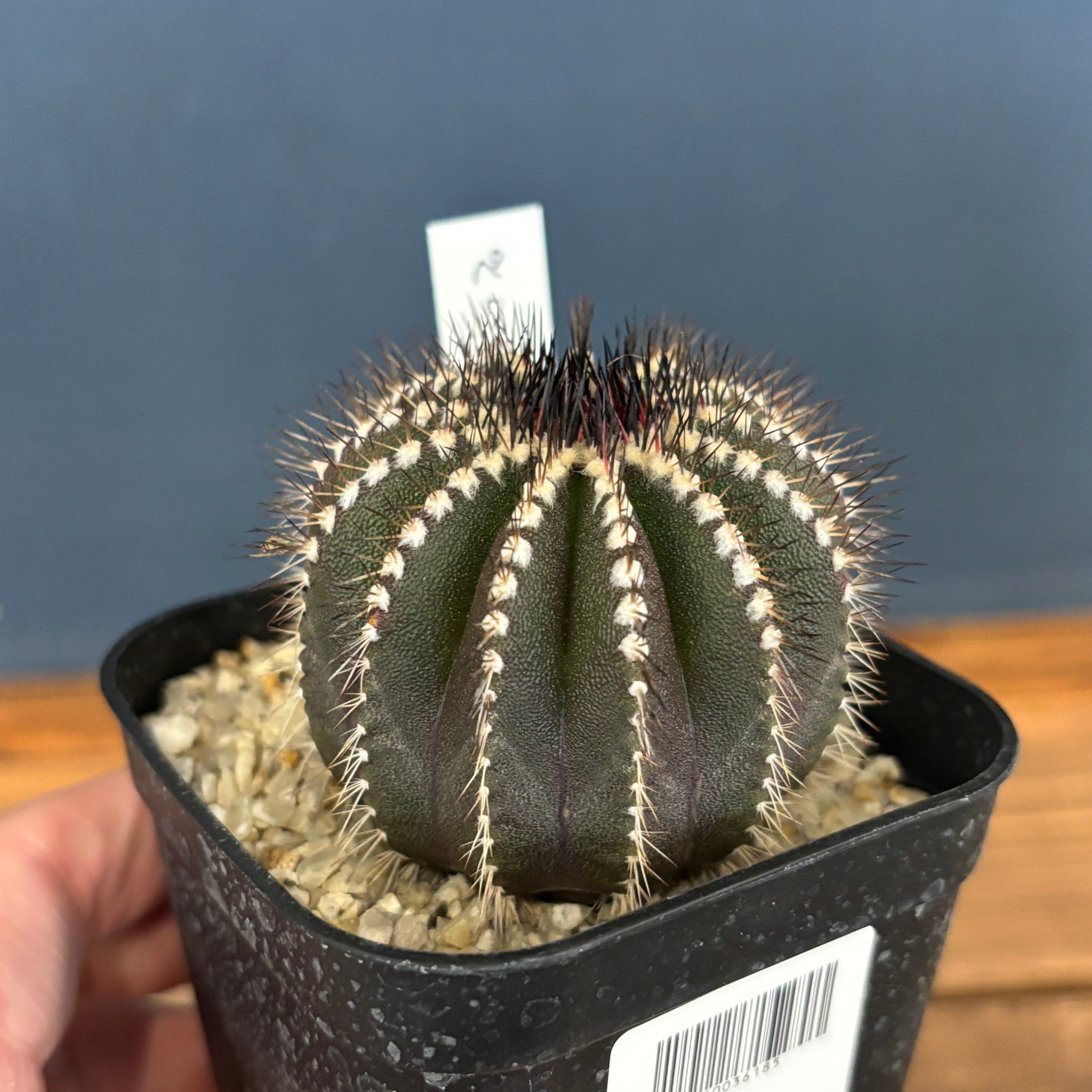 サボテン 楽天市場】□多肉植物・サボテン□ NEW！現品販売 サボテン オプンチア