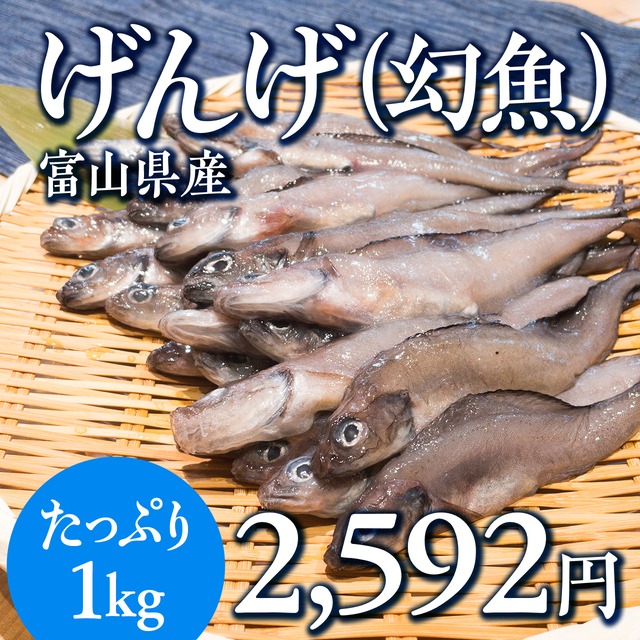 (1087)富山県産ゲンゲ（1kg）
