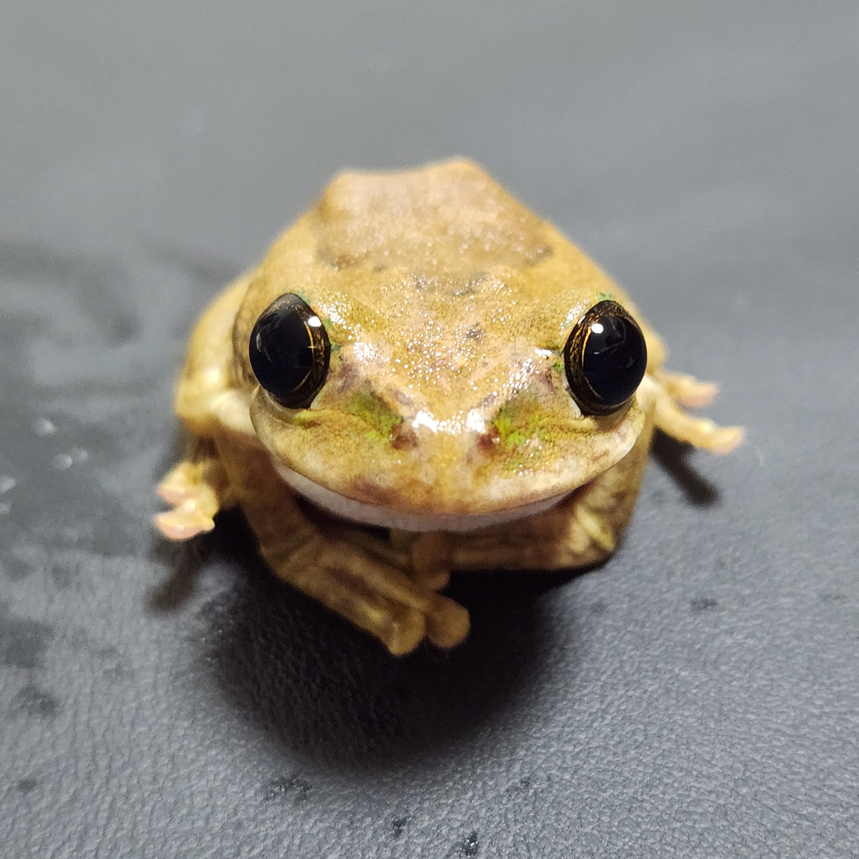 ムシクイオオクサガエル 生体）ムシクイオオクサガエル | ペットショップ かわいいいきものたち
