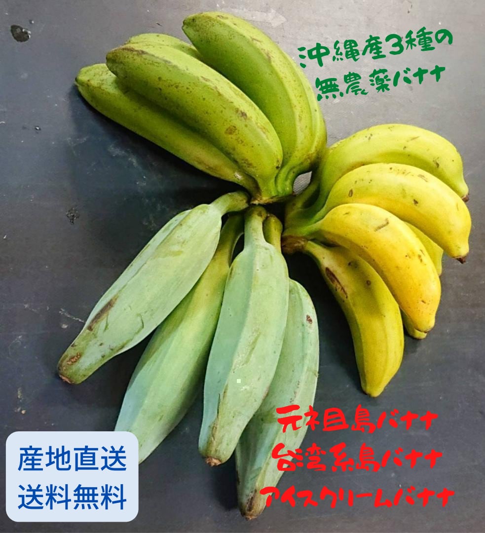 お得です！ 沖縄本島栽培苗　絶品 アップルバナナ大型種！株分苗2鉢！