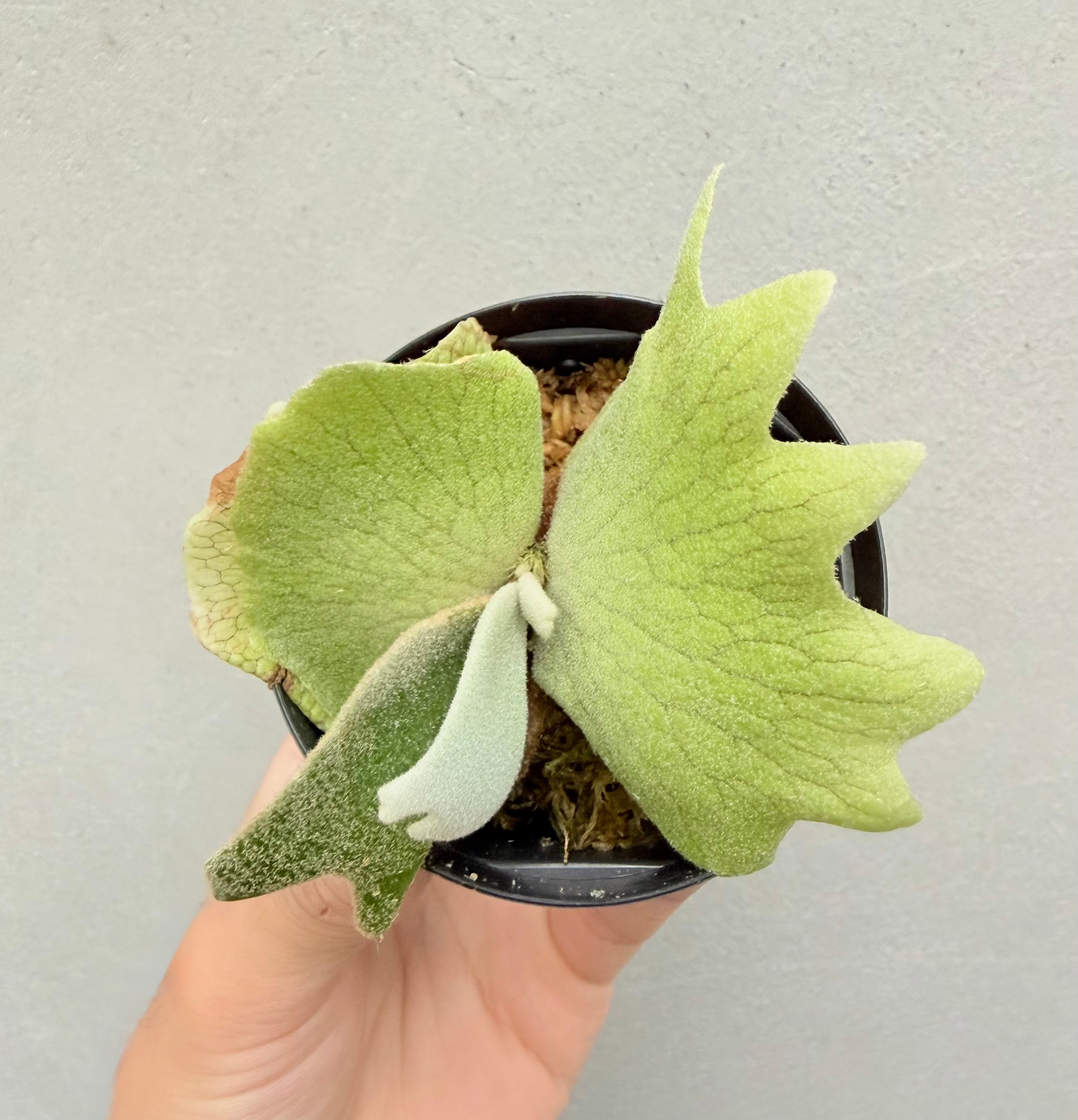 Platycerium_ビカクシダ | vandaka plants