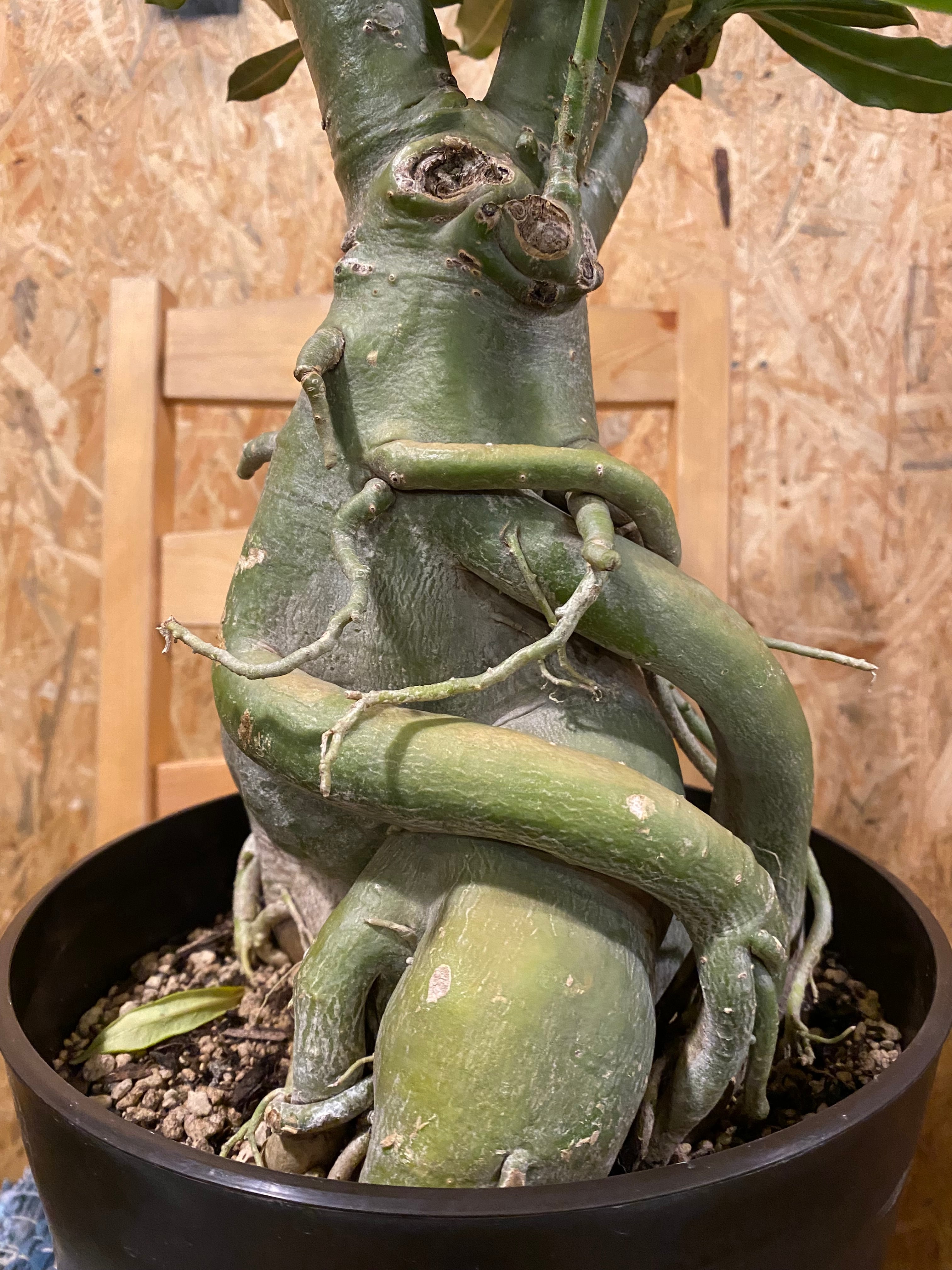 アデニウム 大型 H68cm W33cm 口径約26cm | Garden Varejo