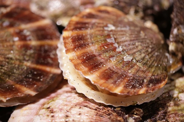 恋し浜ホタテ　５枚