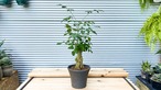 【観葉植物】ヘテロパナックス　フレグランス　6号陶器鉢