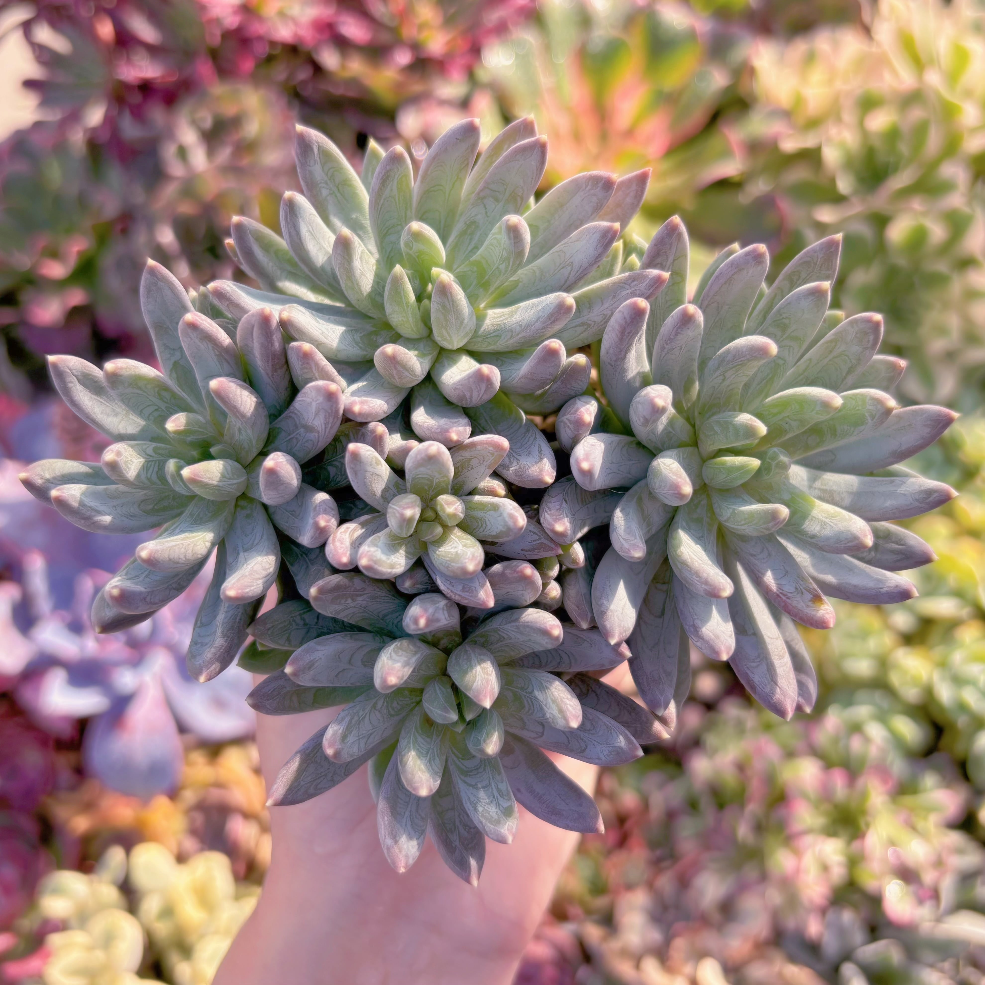 多肉植物 アエオニウム 孔雀白錦 美苗 #孔3 | Pay ID
