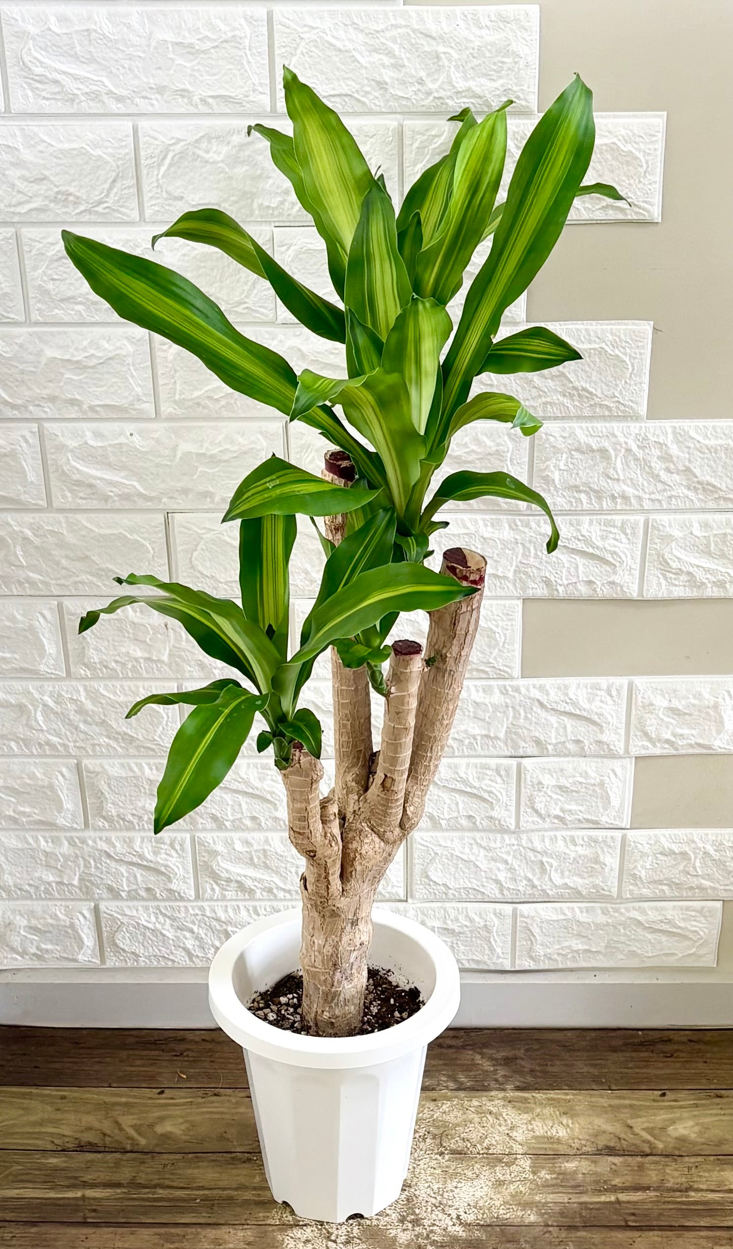 カシワバゴム⭐️曲がり⭐️大型⭐️観葉植物 | 観葉植物のお店 feerie