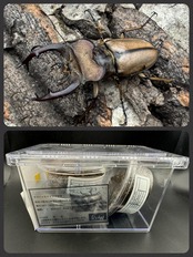 【WF1】《デラバイミヤマ 幼虫3頭セット》