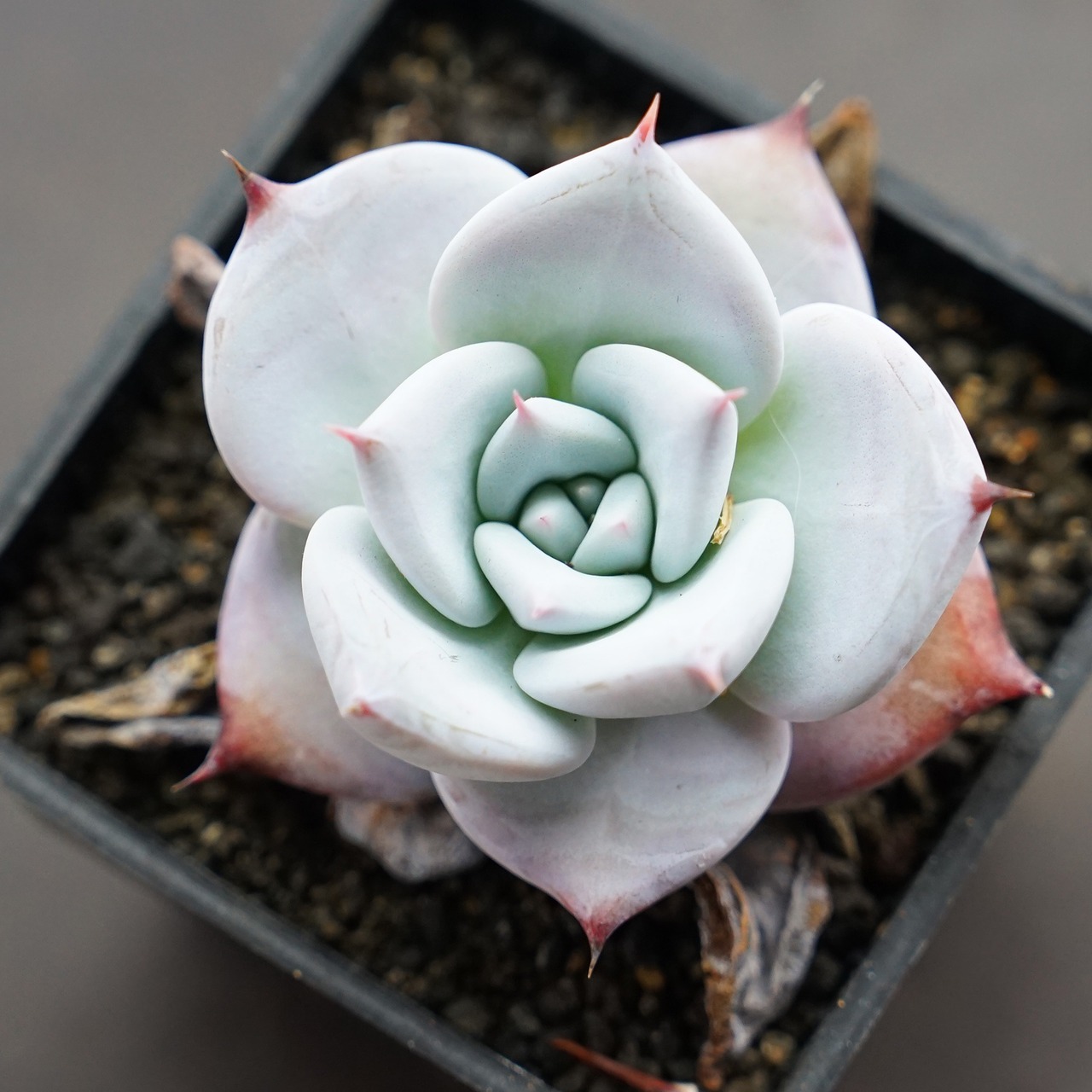 【PREMIUM】 抜き苗 メキシカンジャイアント Echeveria colorata 'Mexican Giant'