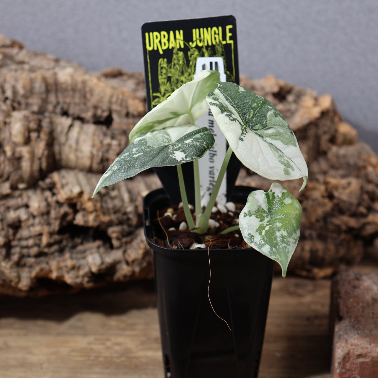 824『urban jungle アロカシア メロ アルボ バリエガータ』観葉植物