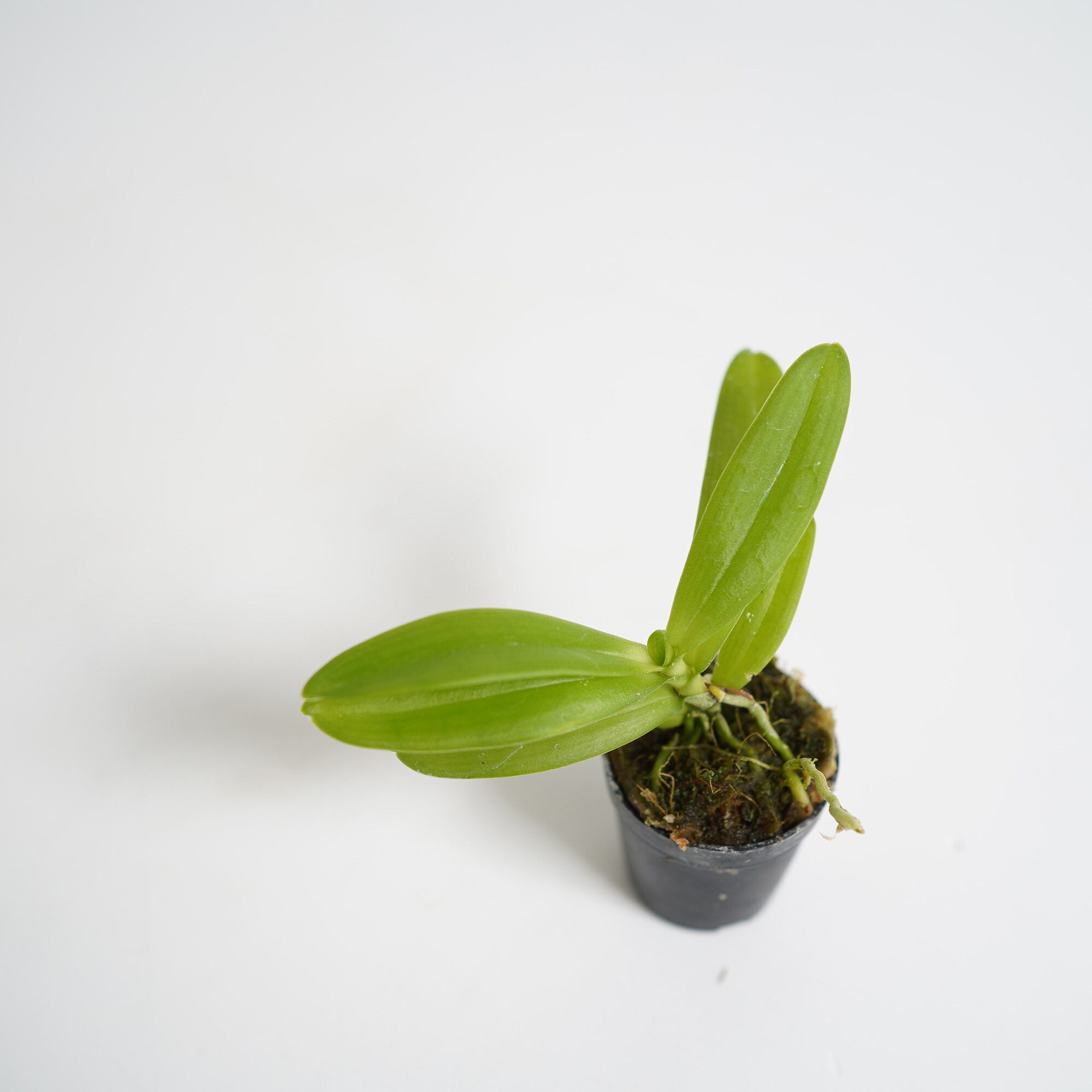 期間限定 花芽付き ニオイラン Haraella Retrocalla ラン科植物 着生向け 苔テラリウム作製用素材 苔テラリウム専門ショップ道草