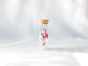 紅白梅 bottle flower