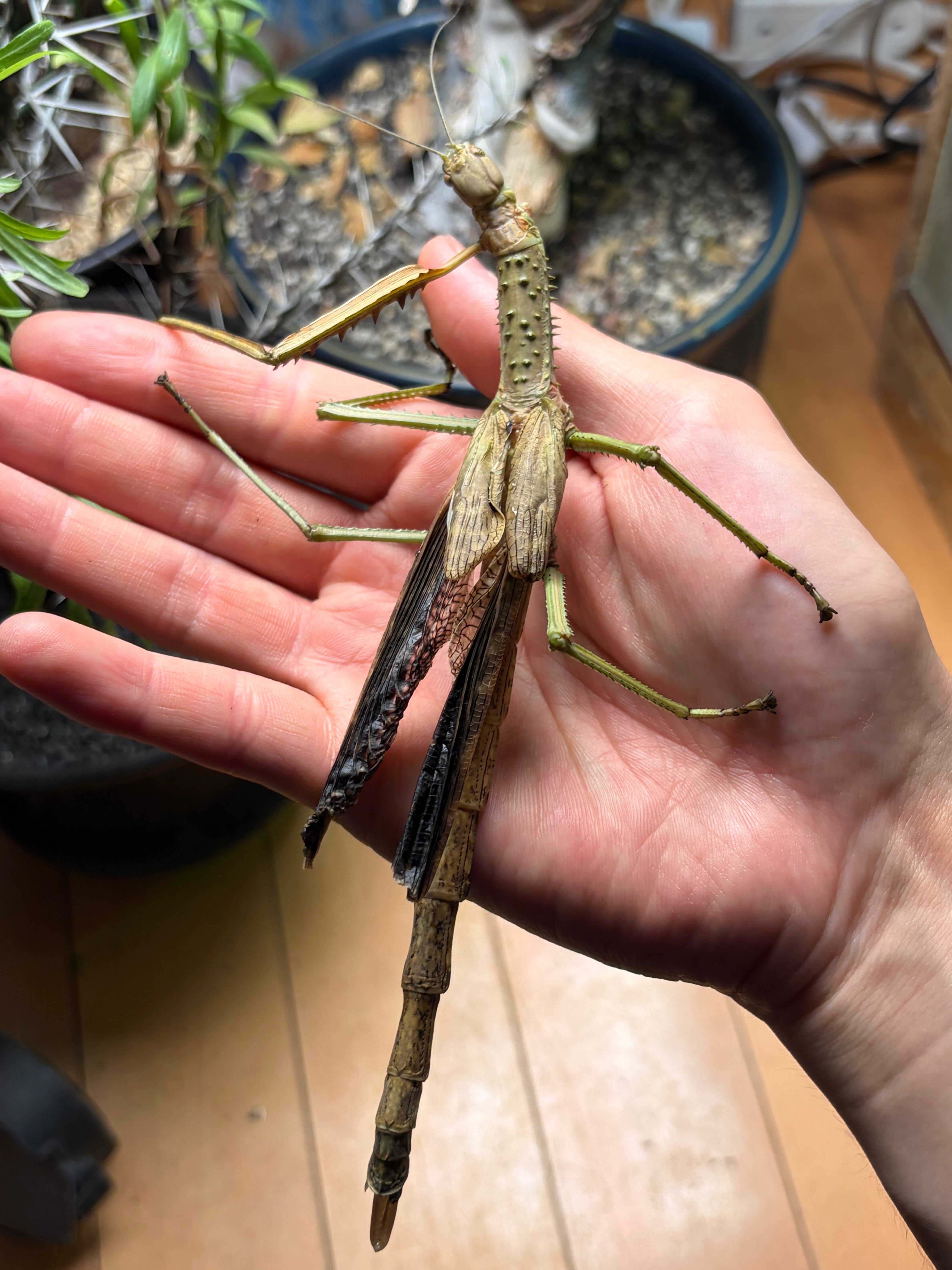LAST成虫ペア】ウルフィングナナフシ コノハムシカマキリマンティス