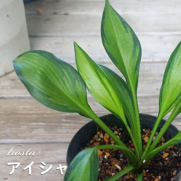 Cocona Garden｜宿根草・山野草の苗の販売店