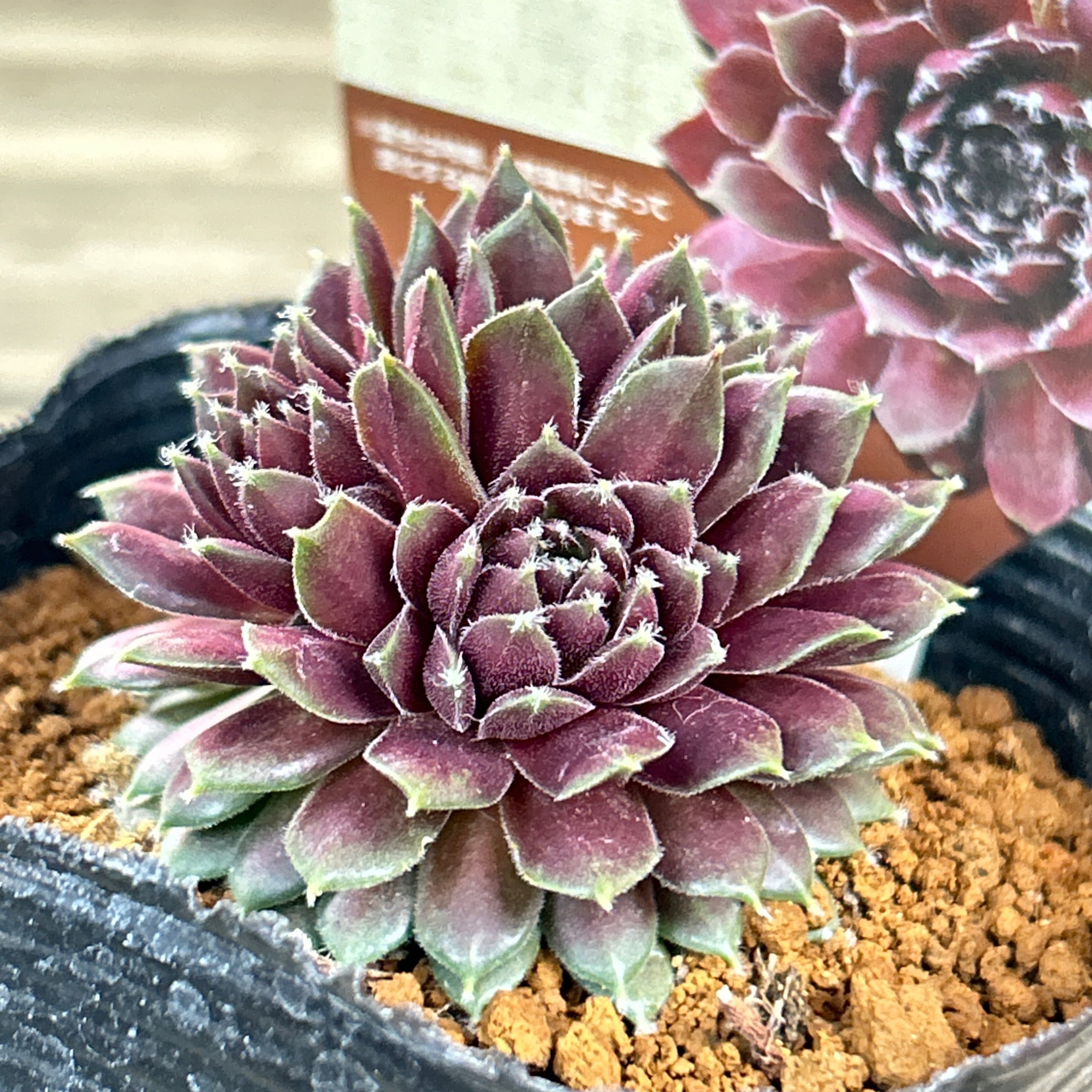 レグニ センペルビューム | RuPo 多肉植物専門店