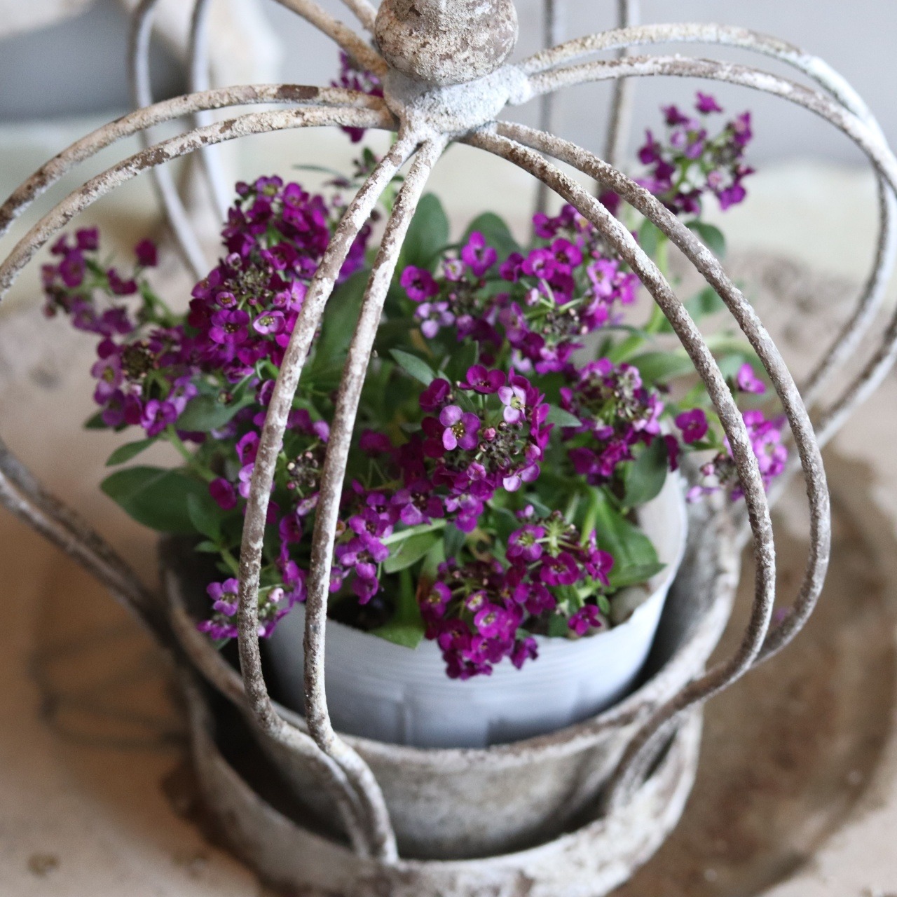 アリッサム　クリスタル　ムラサキカラー　小さなお花　丈夫で横にひろがる　冬から春まで咲く