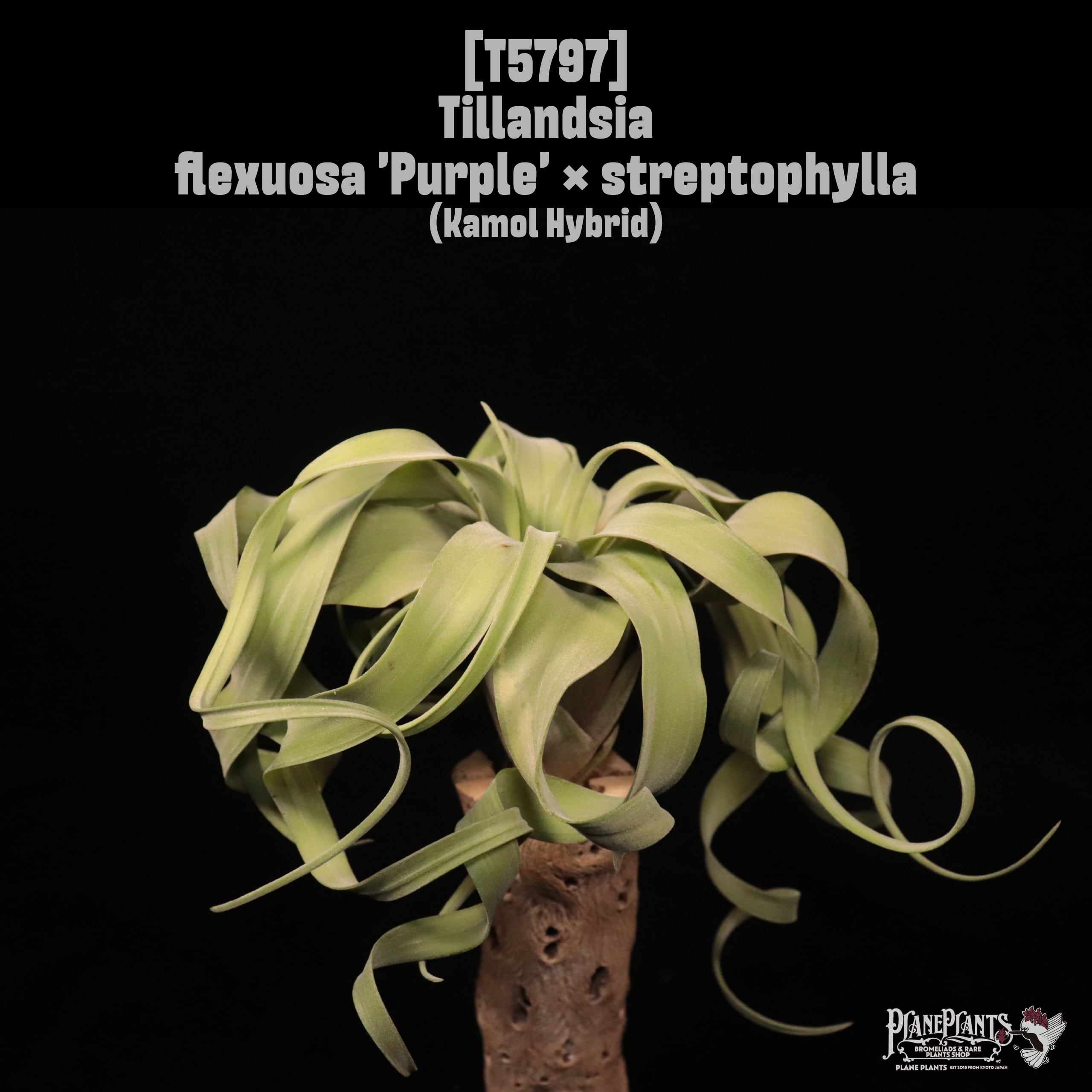 【reserved】Tillandsia flexuosa 'Purple' × streptophylla〔ティランジア〕T5797